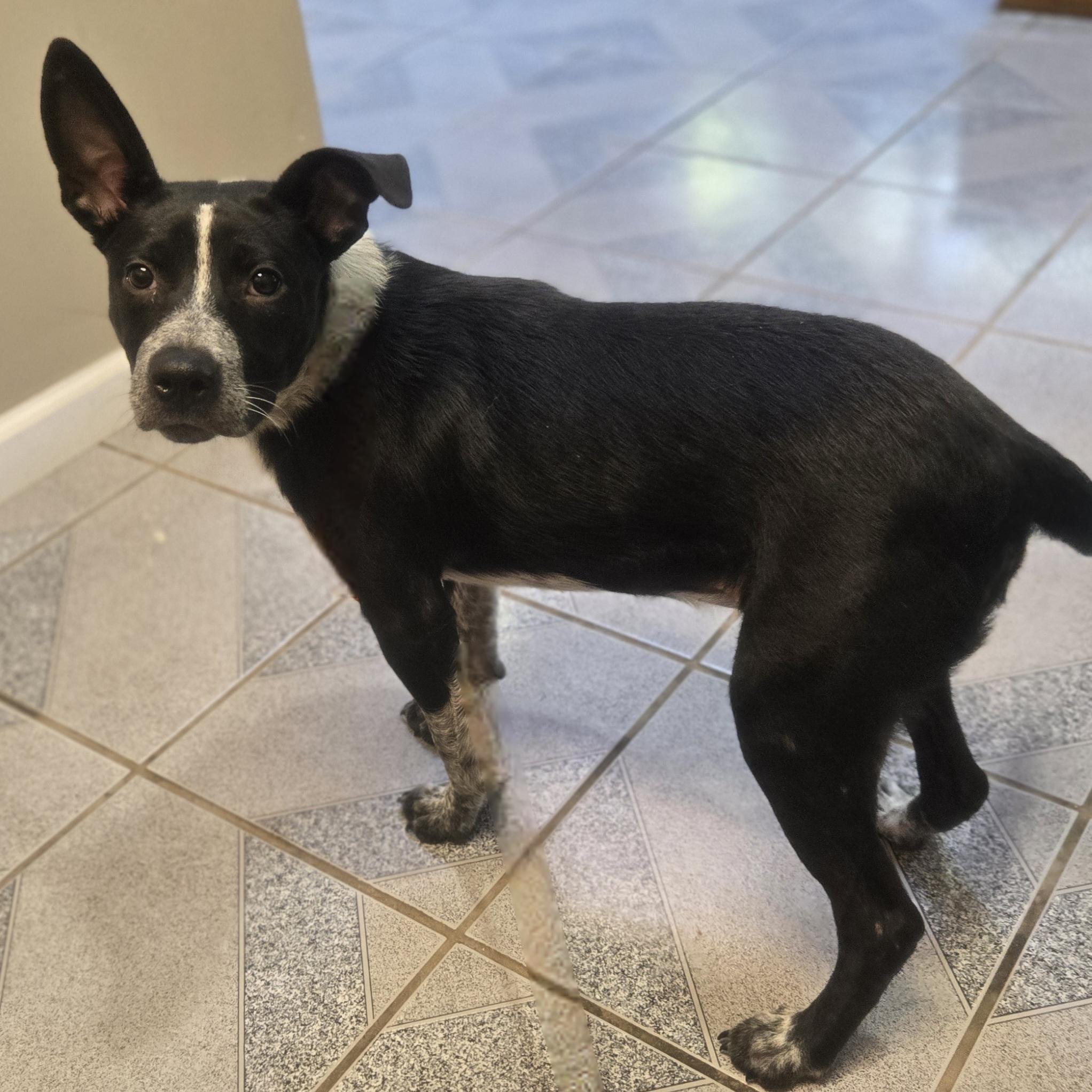 Enlarge Uno, a Adoptable mixed breed in Normal, IL image 5/6