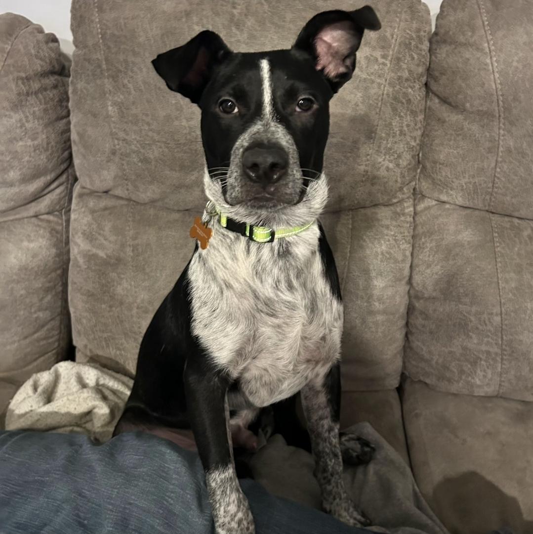Enlarge Uno, a Adoptable mixed breed in Normal, IL image 3/6