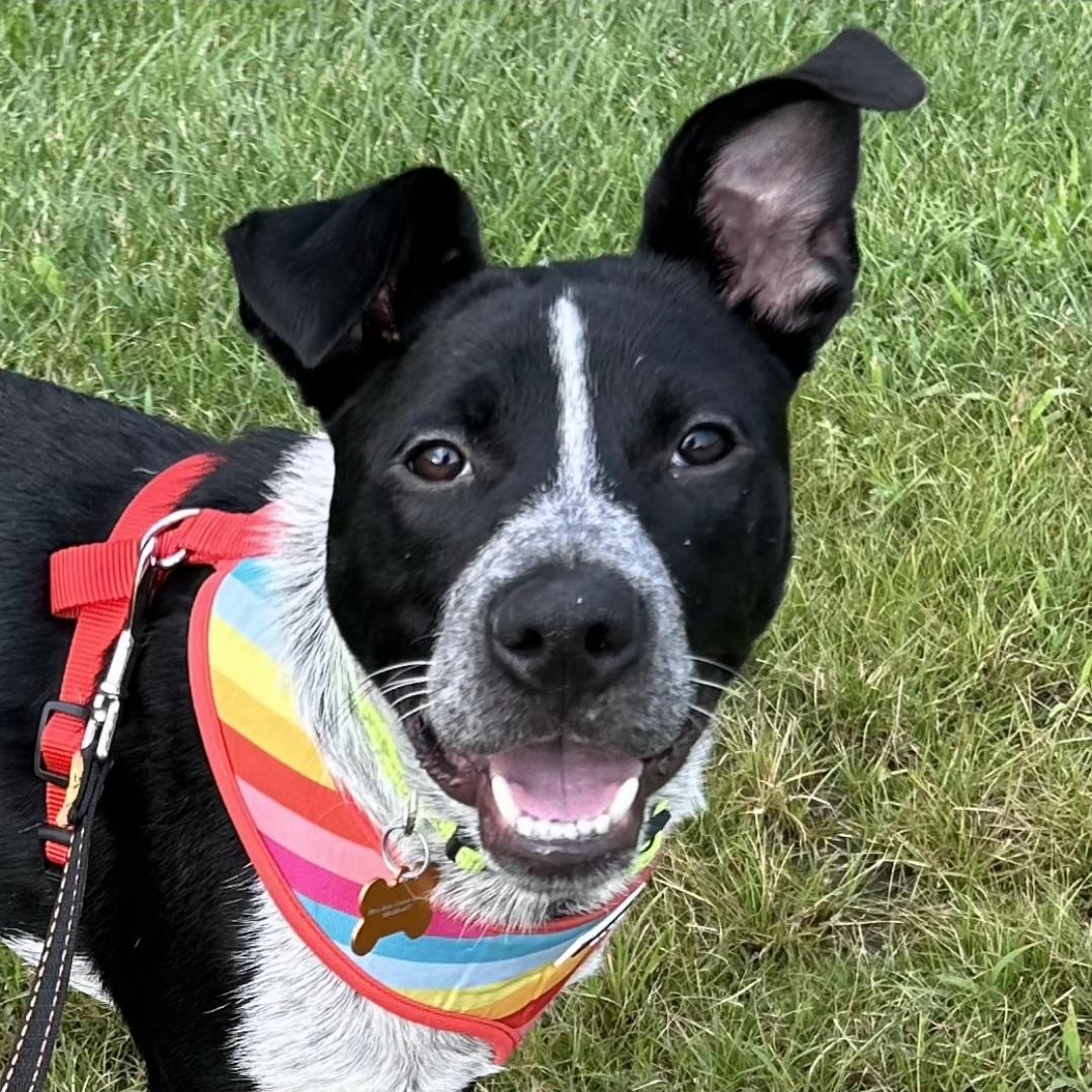 Uno, Adoptable, Young Male Australian Cattle Dog / Blue Heeler.