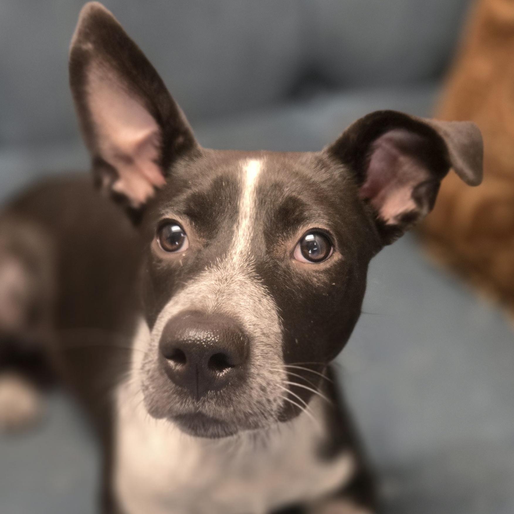 Enlarge Uno, a Adoptable mixed breed in Normal, IL image 4/6