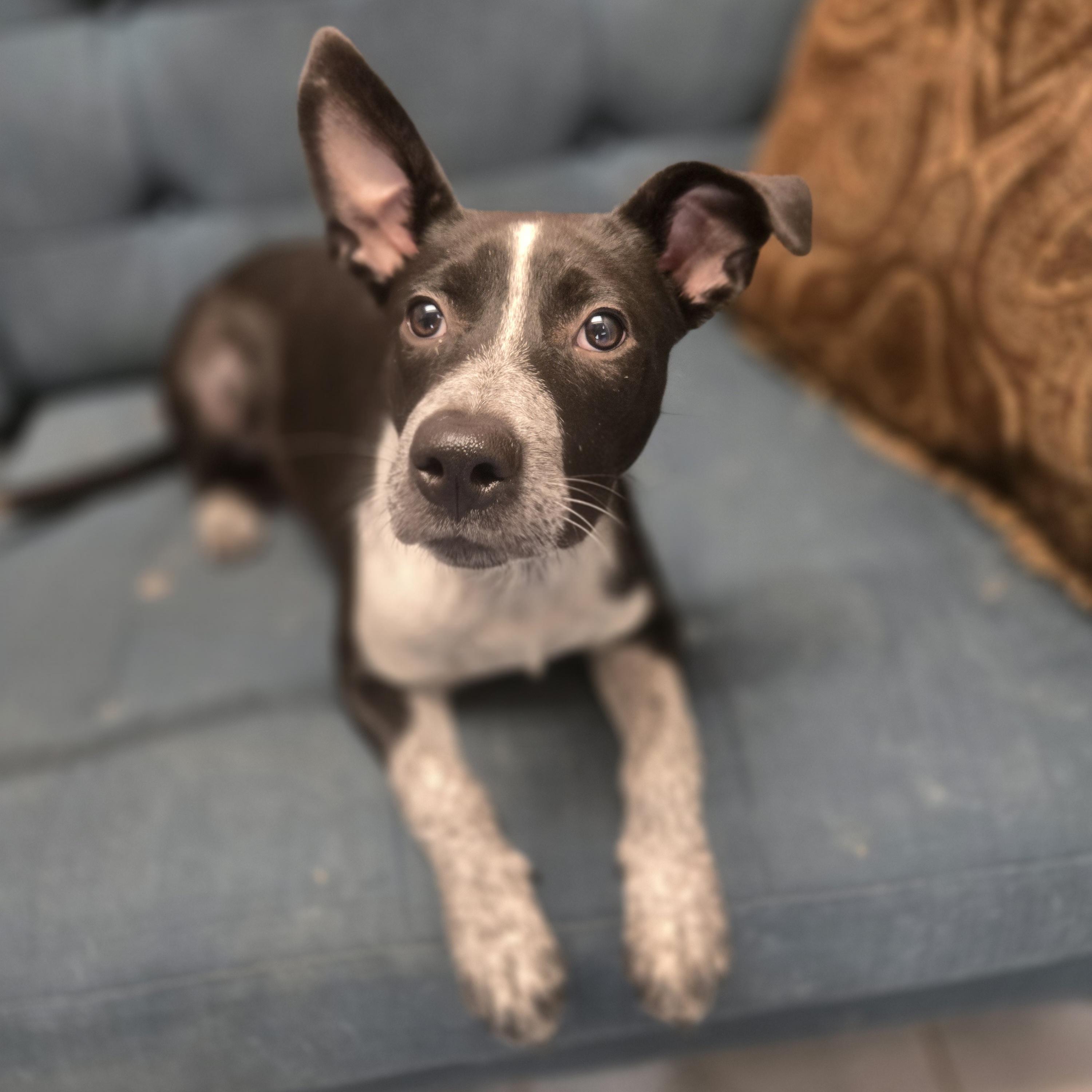 Enlarge Uno, a Adoptable mixed breed in Normal, IL image 6/6