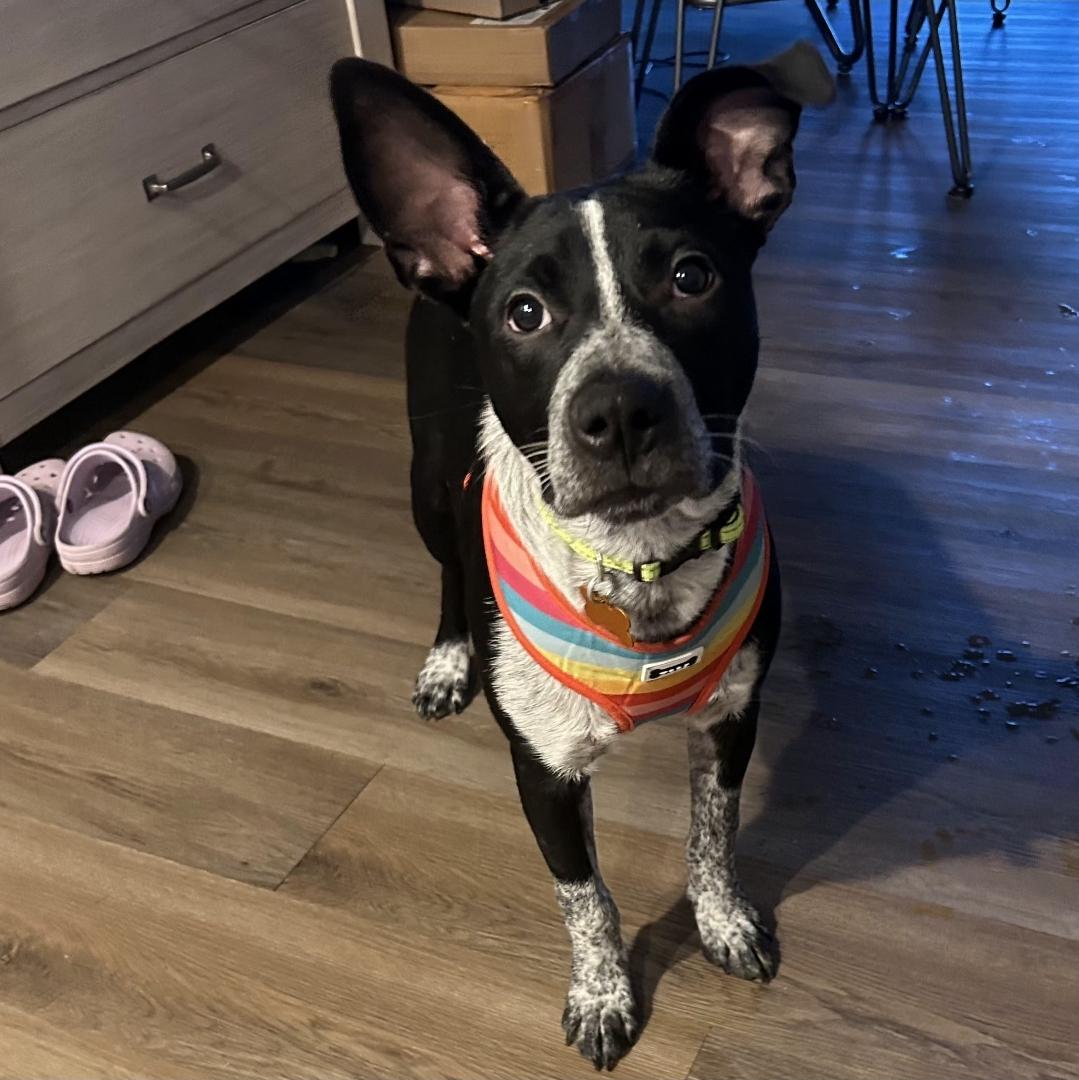 Enlarge Uno, a Adoptable mixed breed in Normal, IL image 2/6