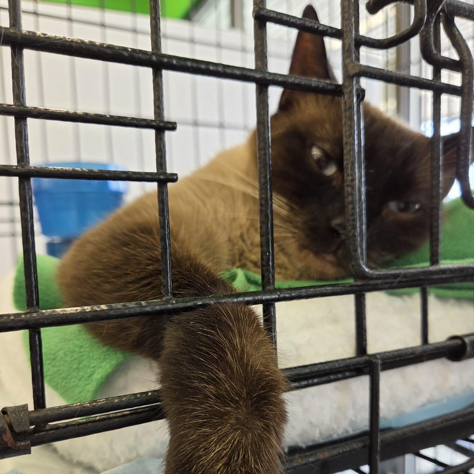 Enlarge Beauty, an adopted Siamese in Fairborn, OH image 4/6