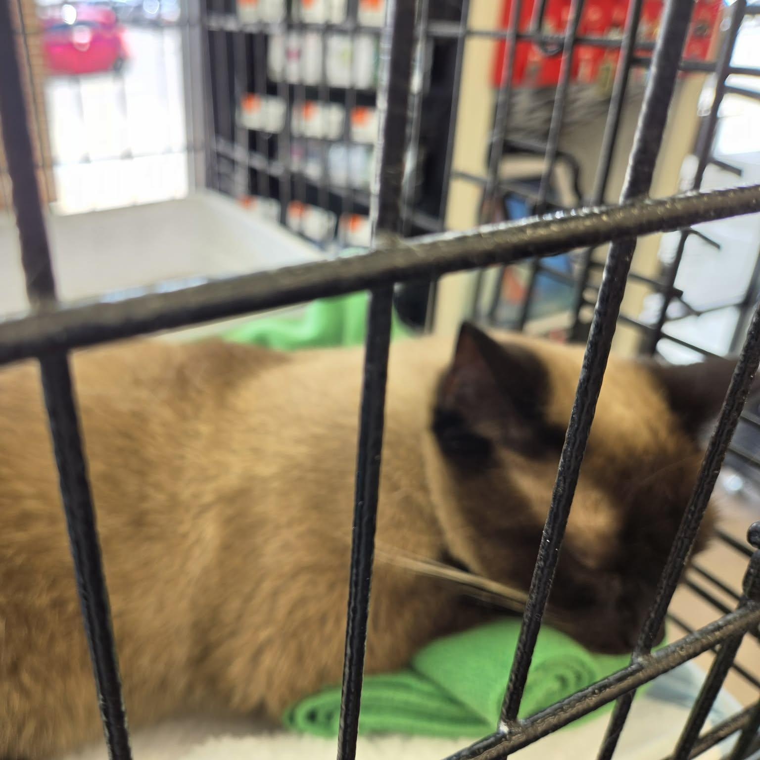 Enlarge Beauty, an adopted Siamese in Fairborn, OH image 5/6