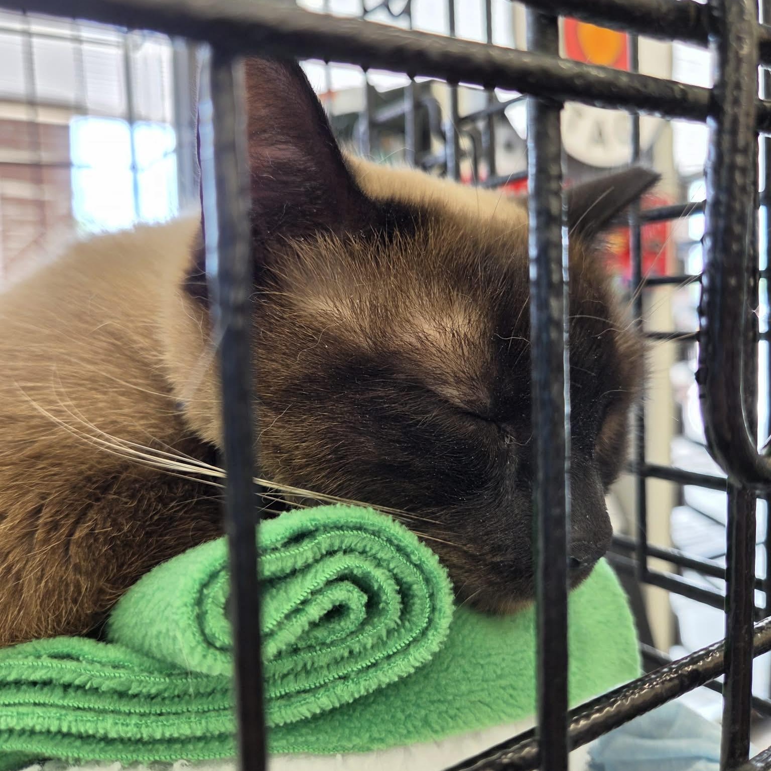 Enlarge Beauty, an adopted Siamese in Fairborn, OH image 2/6