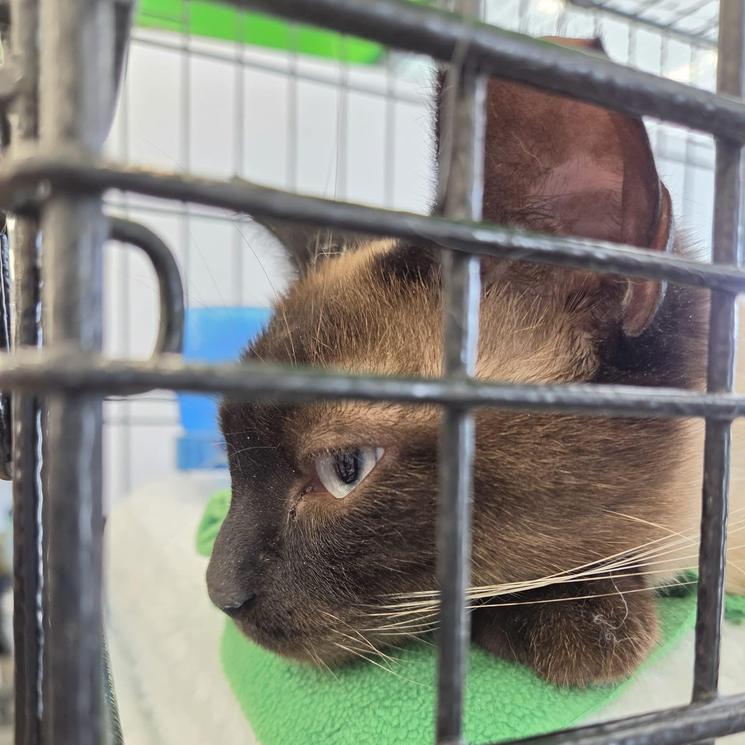 Enlarge Beauty, an adopted Siamese in Fairborn, OH image 6/6