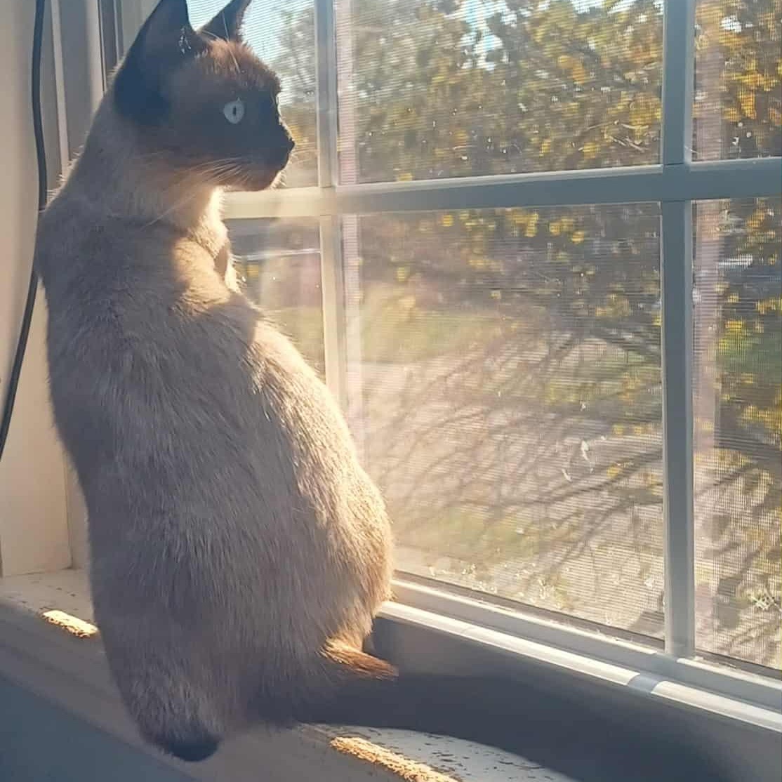 Enlarge Beauty, an adopted Siamese in Fairborn, OH image 1/6
