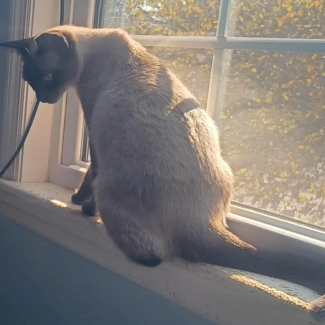 Enlarge Beauty, an adopted Siamese in Fairborn, OH image 3/6