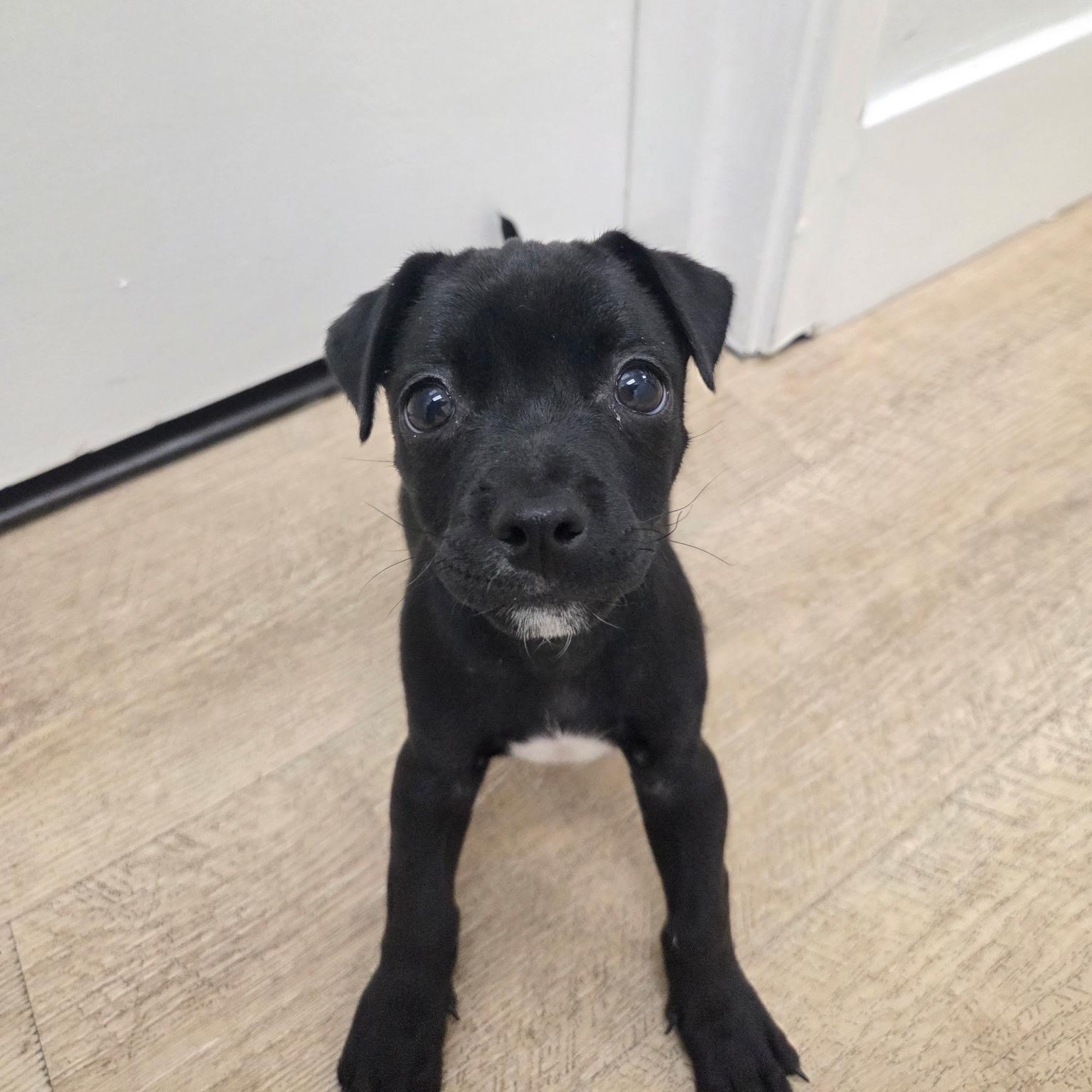 Harrison, an adoptable mixed breed in Phoenix, AZ image 5/5