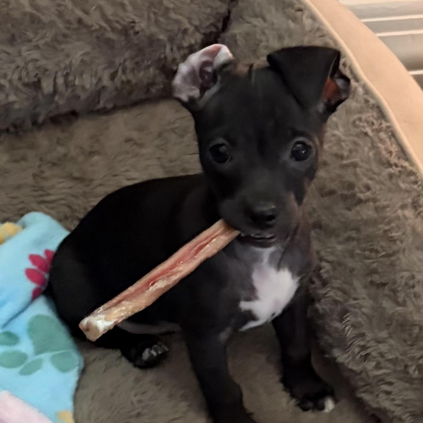 Harrison, an adoptable mixed breed in Phoenix, AZ image 4/5