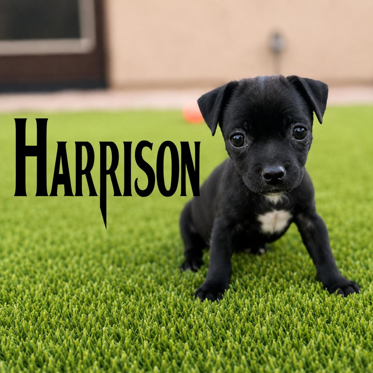 Harrison, adoptable, Puppy Male Miniature Pinscher & Beagle.