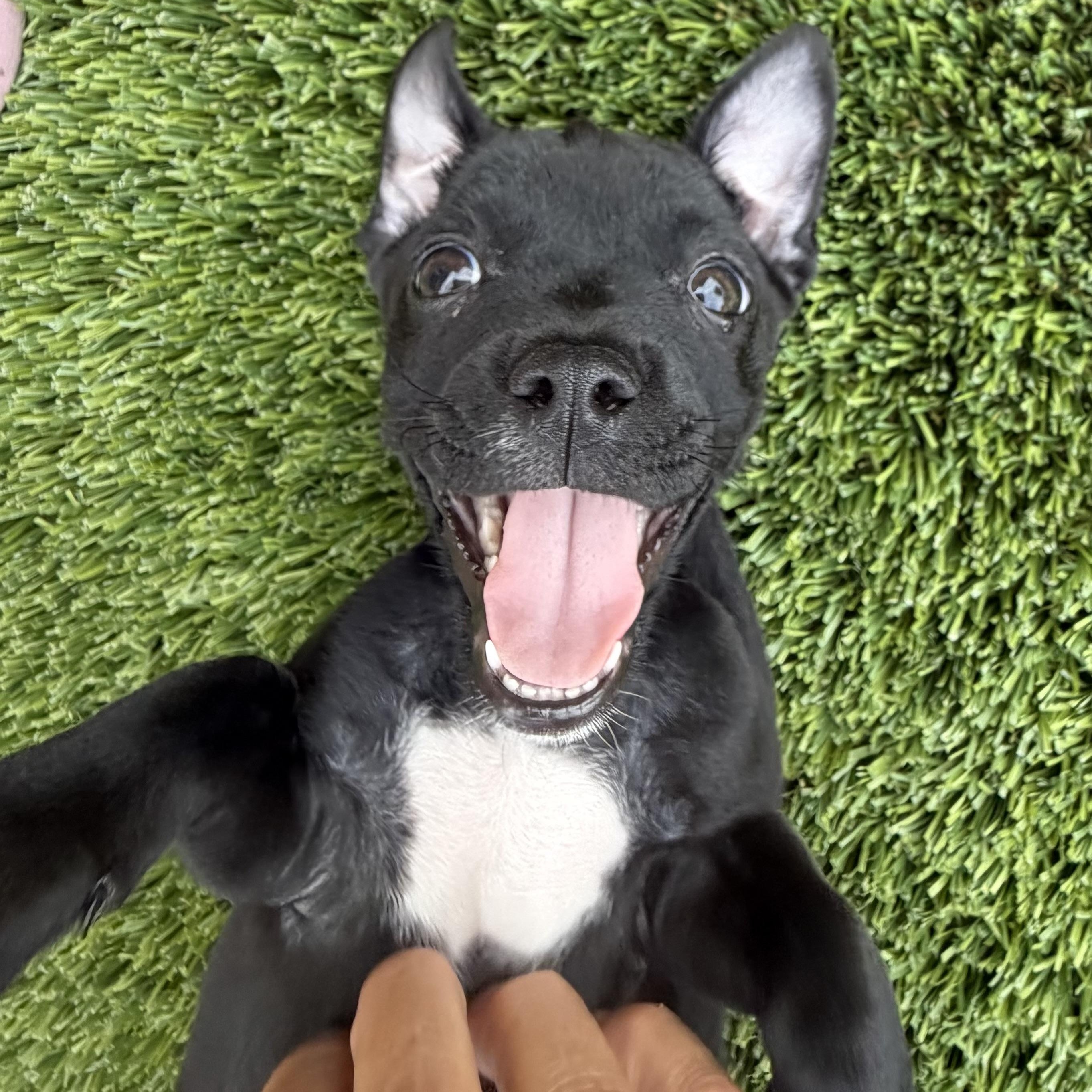 Harrison, an adoptable mixed breed in Phoenix, AZ image 3/5
