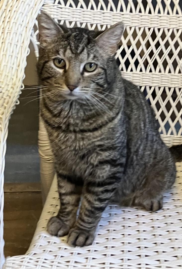 Enlarge Wadsworth , a ADOPTABLE Domestic Short Hair in Bensalem, PA image 4/4