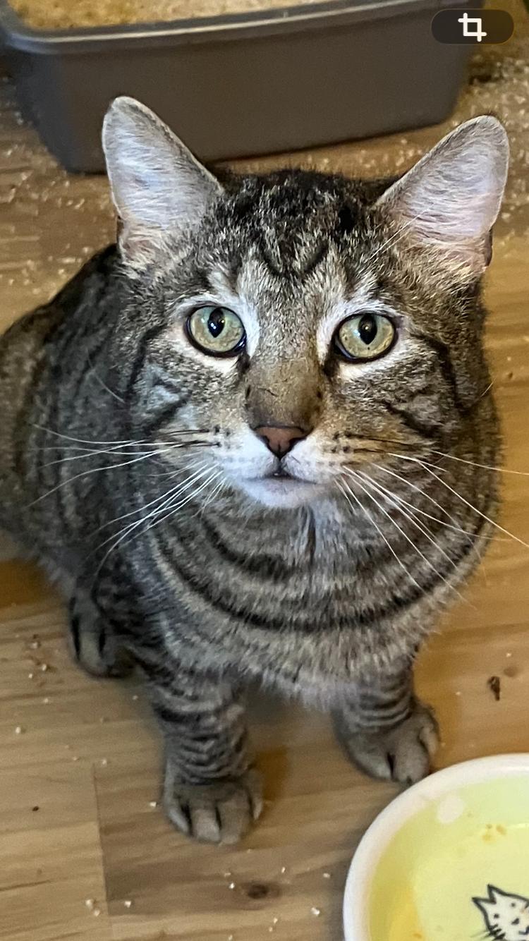 Wadsworth , ADOPTABLE, Adult Male Domestic Short Hair.