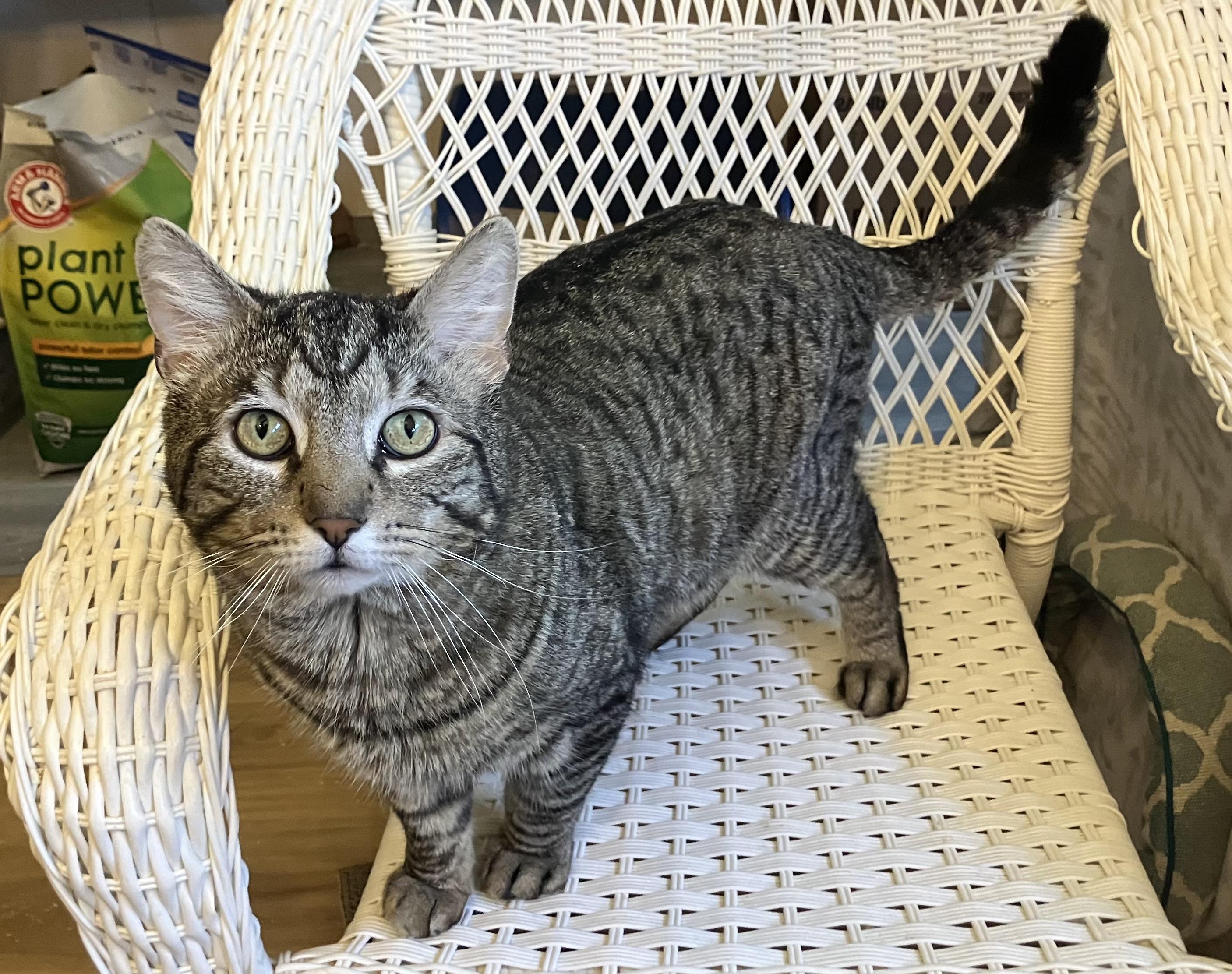 Enlarge Wadsworth , a ADOPTABLE Domestic Short Hair in Bensalem, PA image 3/4