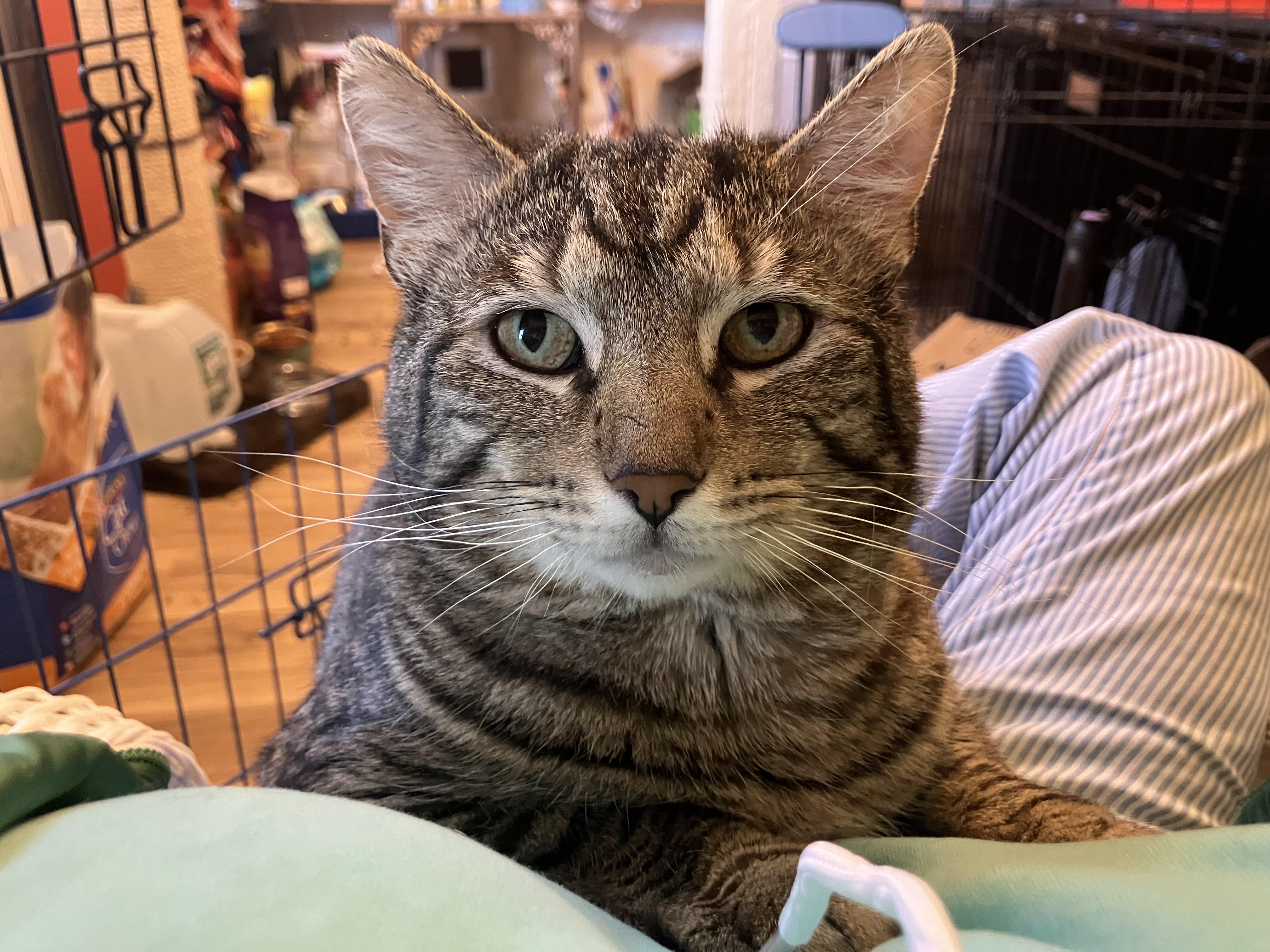 Enlarge Wadsworth , a ADOPTABLE Domestic Short Hair in Bensalem, PA image 2/4