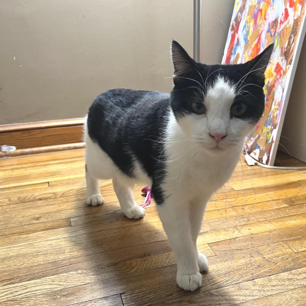 Ollie C68056, Adoptable, Adult Male Domestic Short Hair.