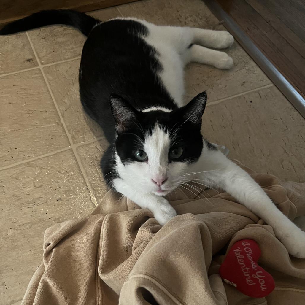 Ollie C68056, Adoptable, Adult Male Domestic Short Hair.