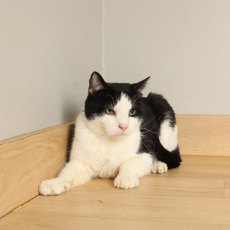 Enlarge Ollie C68056, a Adoptable Domestic Short Hair in Minnetonka, MN image 2/6