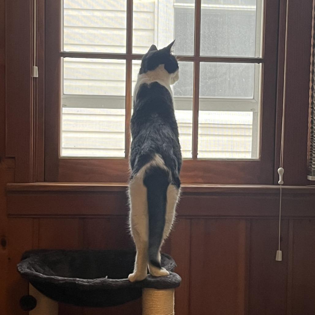 Enlarge Ollie C68056, a Adoptable Domestic Short Hair in Minnetonka, MN image 3/6