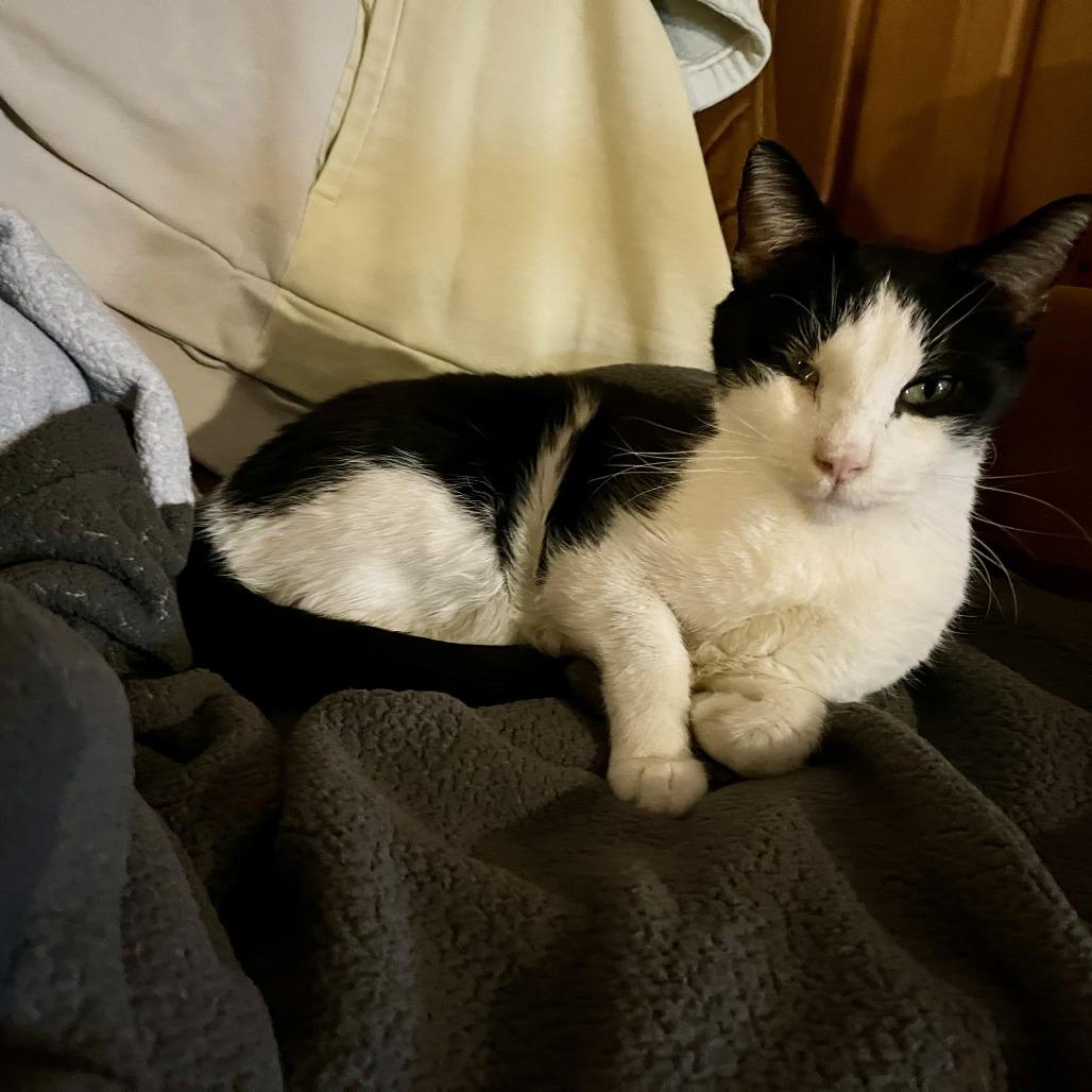 Enlarge Ollie C68056, a Adoptable Domestic Short Hair in Minnetonka, MN image 4/6