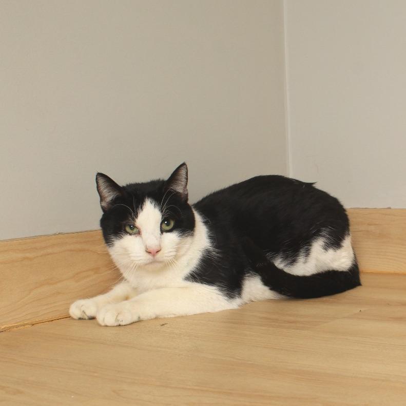 Enlarge Ollie C68056, a Adoptable Domestic Short Hair in Minnetonka, MN image 5/6