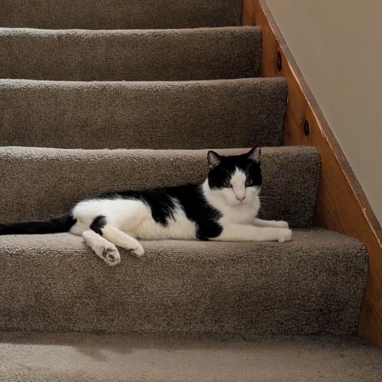 Enlarge Ollie C68056, a Adoptable Domestic Short Hair in Minnetonka, MN image 6/6