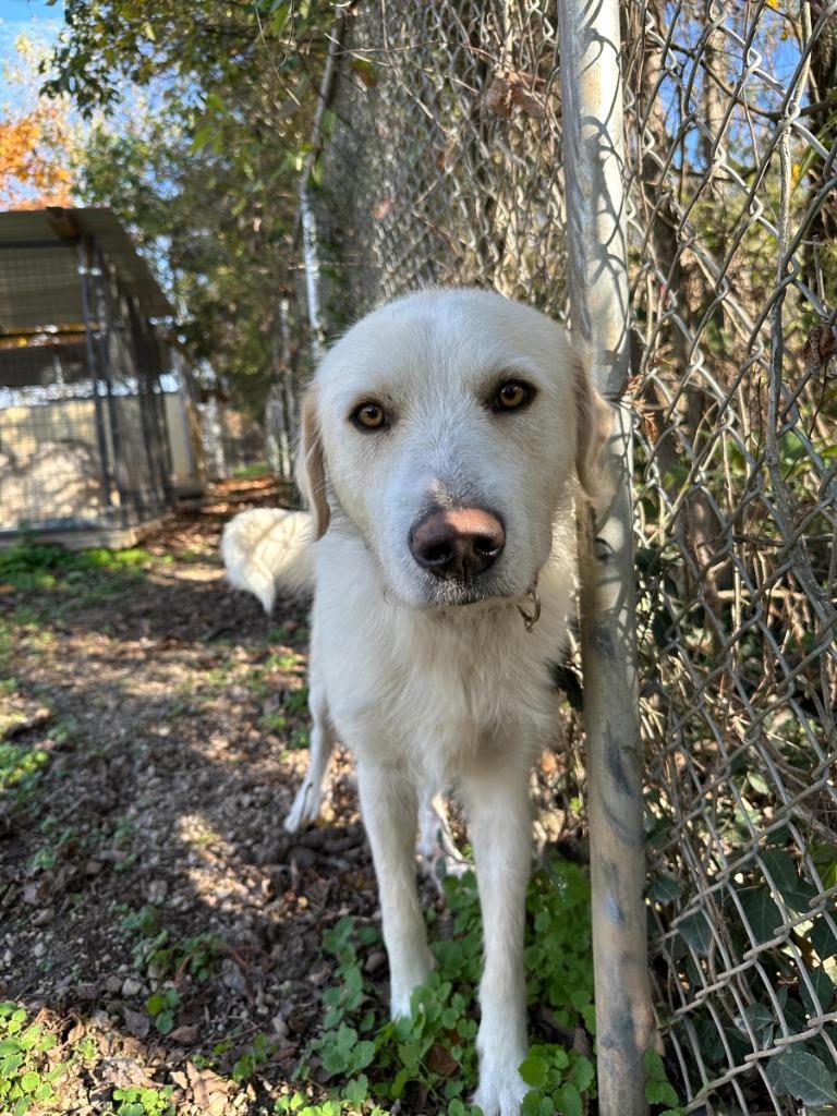 Enlarge Moss, a Adoptable Great Pyrenees in Russellville, KY image 1/2