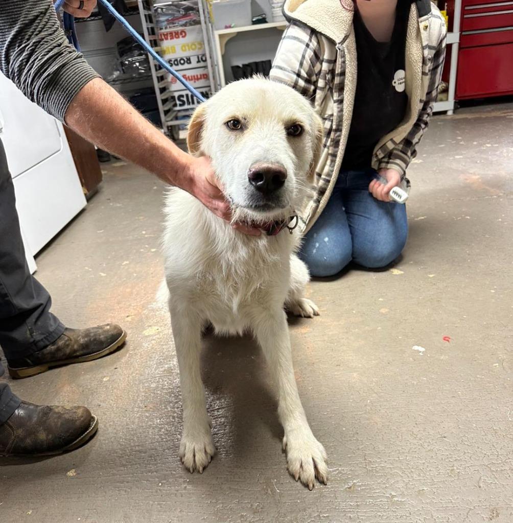 Enlarge Moss, a Adoptable Great Pyrenees in Russellville, KY image 2/2
