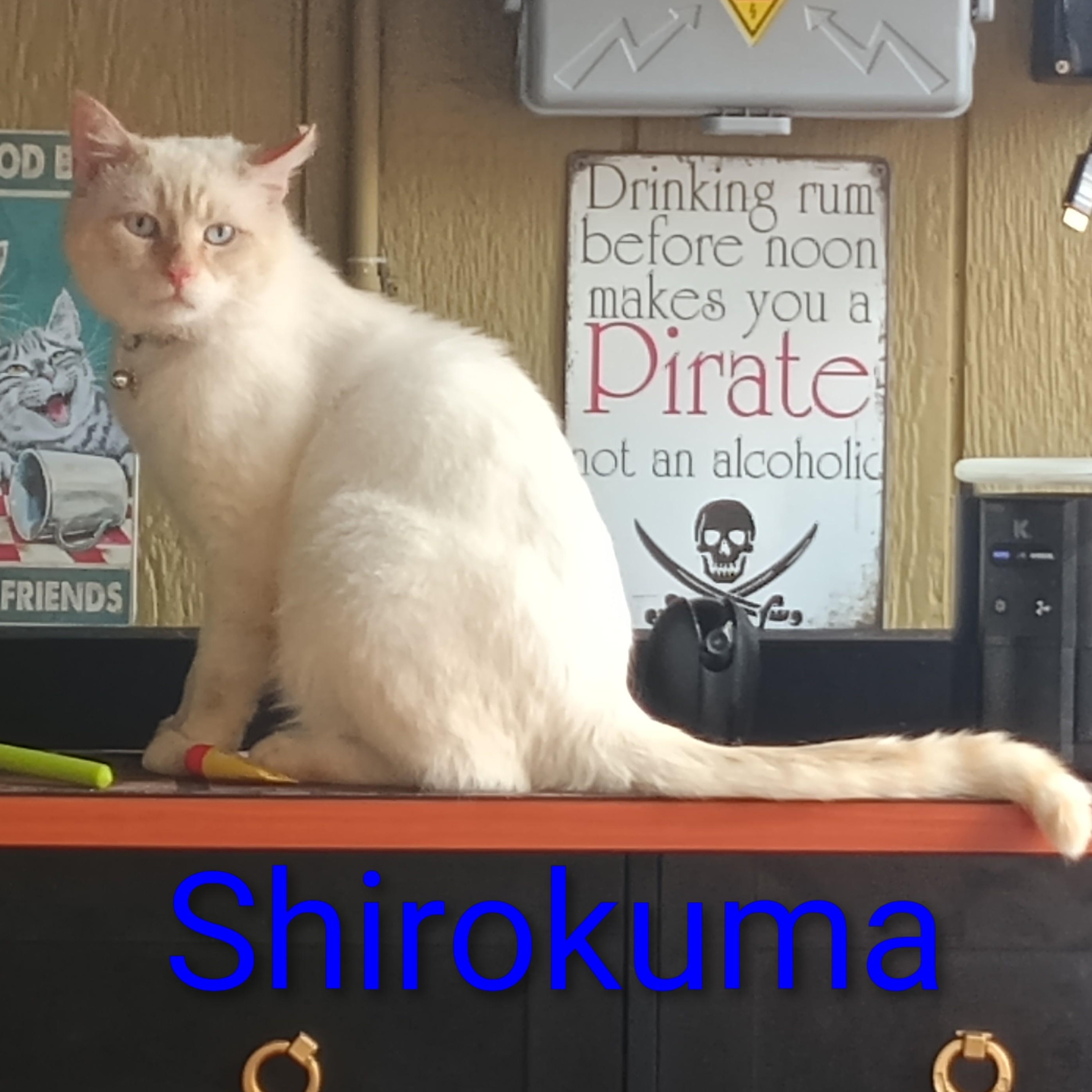 Shirokuma (white bear in Japanese), adopted, Young Male Siamese.