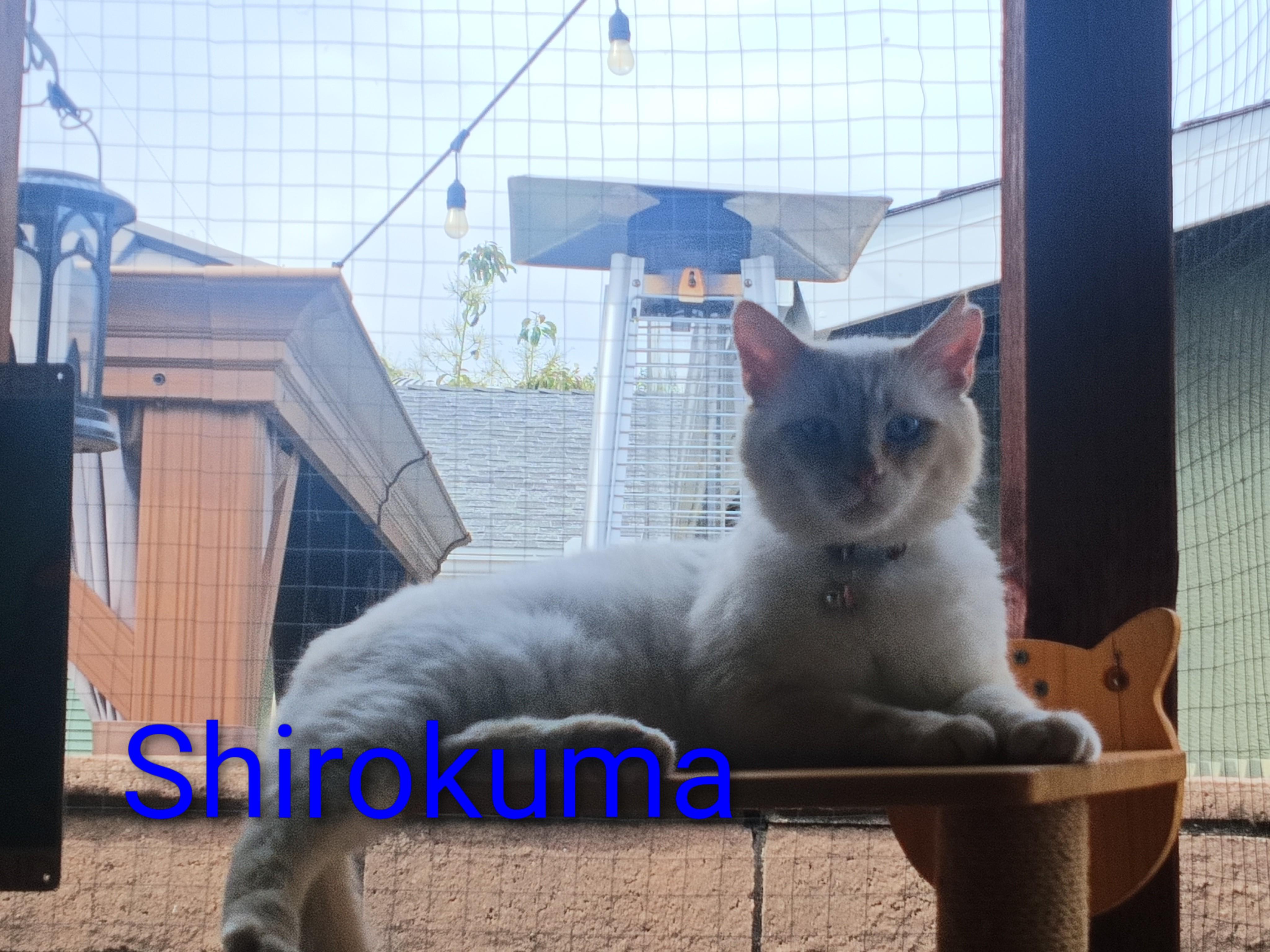 Enlarge Shirokuma (white bear in Japanese), an adopted Siamese in Orange, CA image 3/3