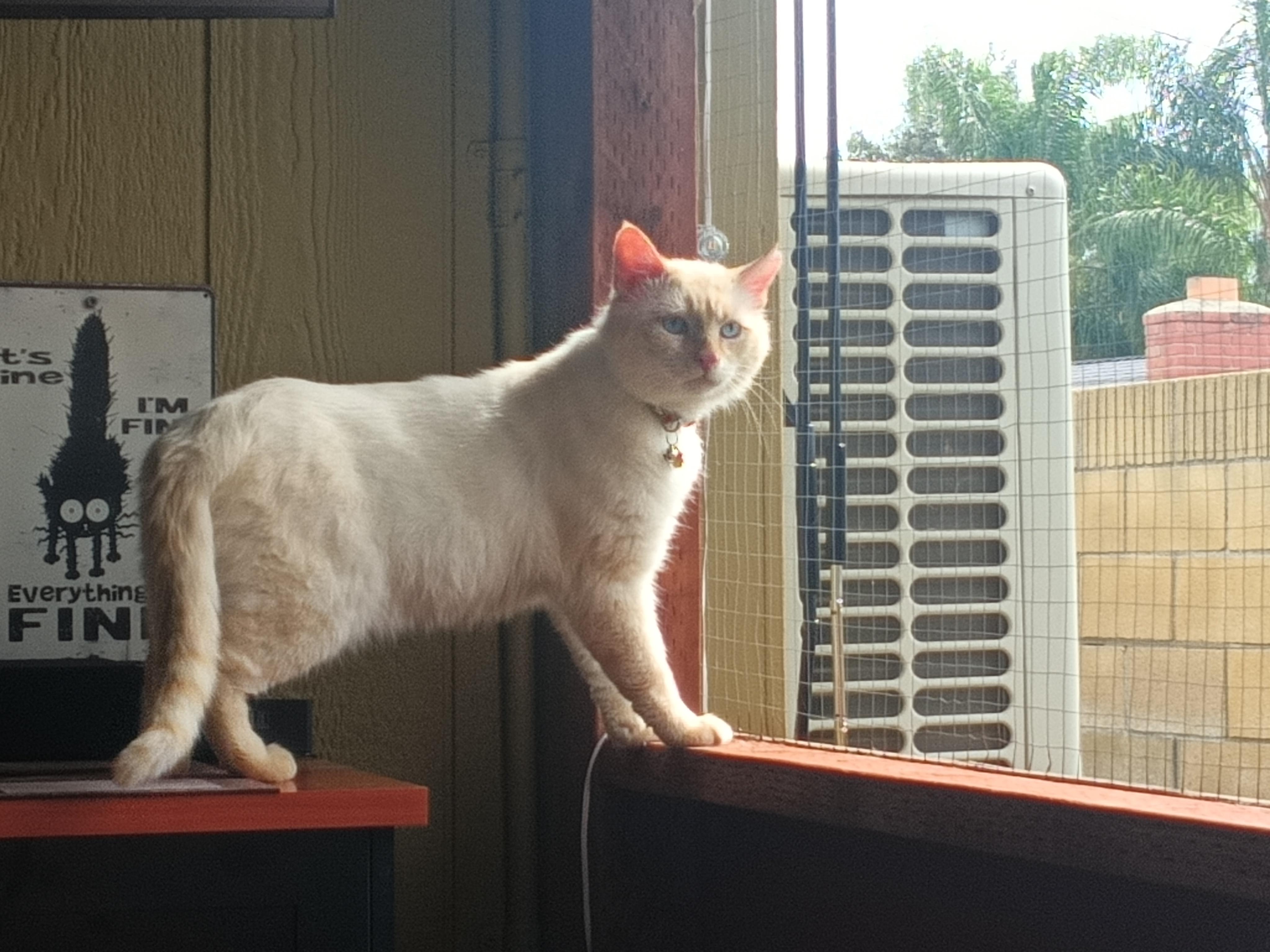 Enlarge Shirokuma (white bear in Japanese), an adopted Siamese in Orange, CA image 2/3