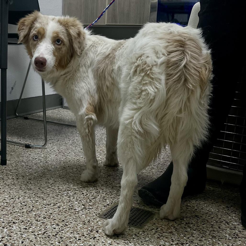 Maya, Adoptable, Adult Female Australian Shepherd & Mixed Breed.