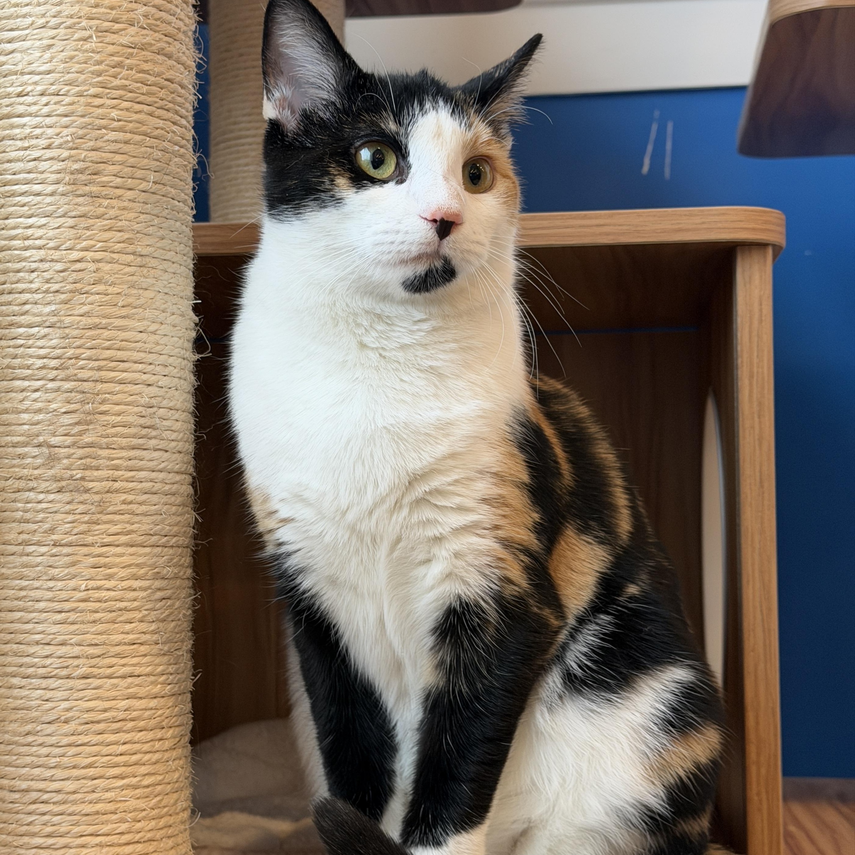 Enlarge Mamzelle, a ADOPTABLE American Shorthair in Hull, MA image 1/5