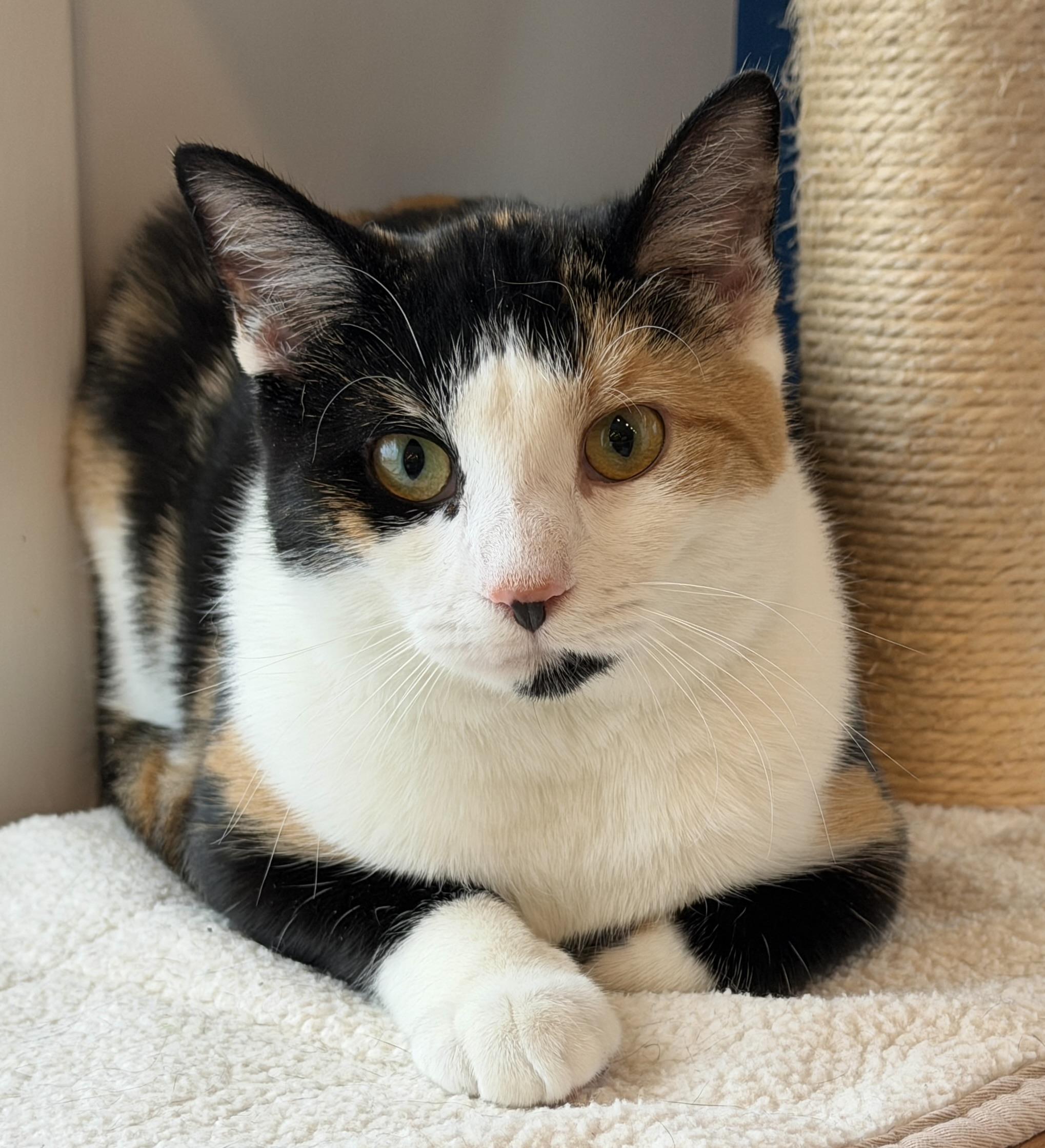 Enlarge Mamzelle, a ADOPTABLE American Shorthair in Hull, MA image 2/5