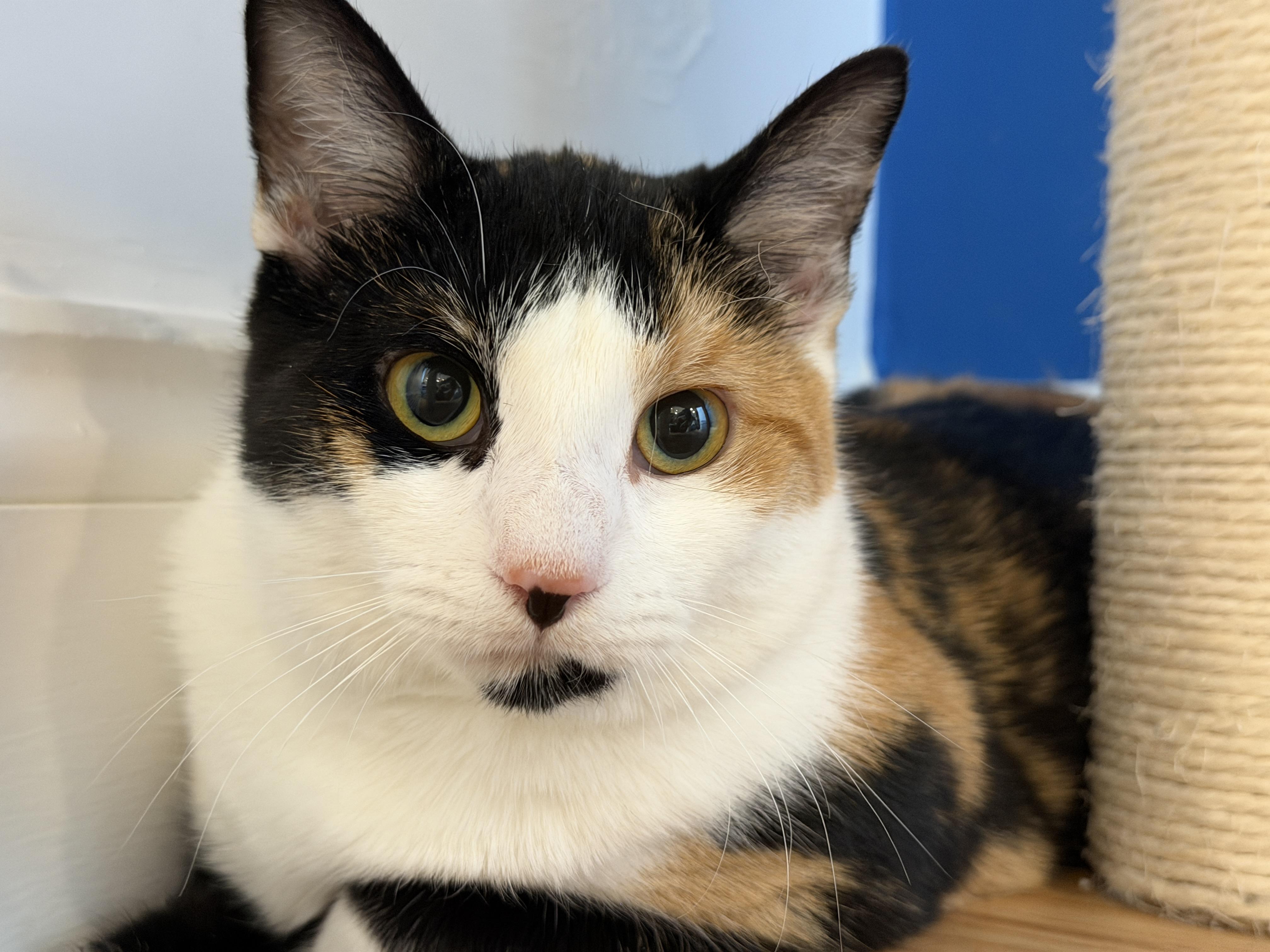 Enlarge Mamzelle, a ADOPTABLE American Shorthair in Hull, MA image 3/5