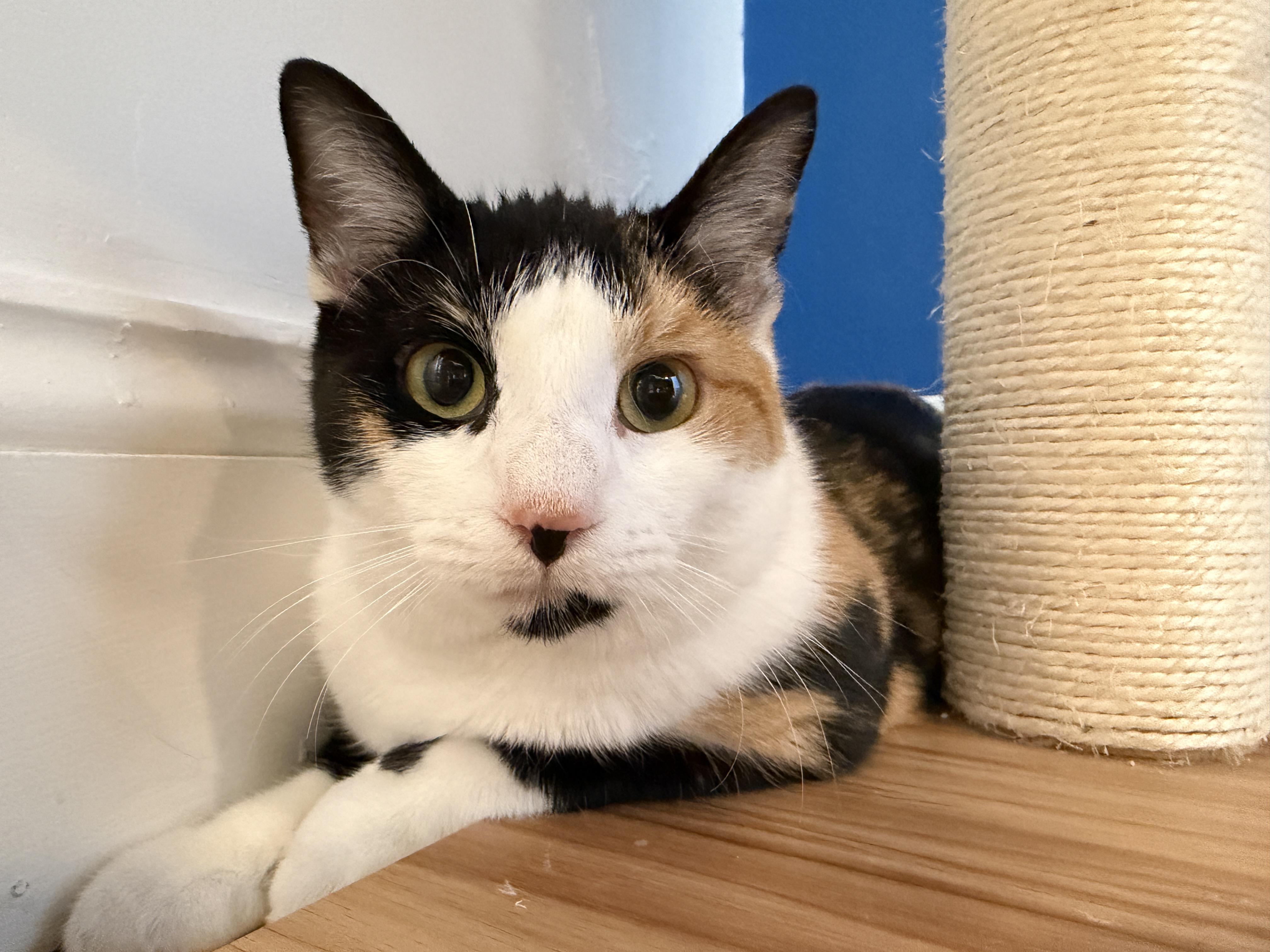 Enlarge Mamzelle, a ADOPTABLE American Shorthair in Hull, MA image 4/5