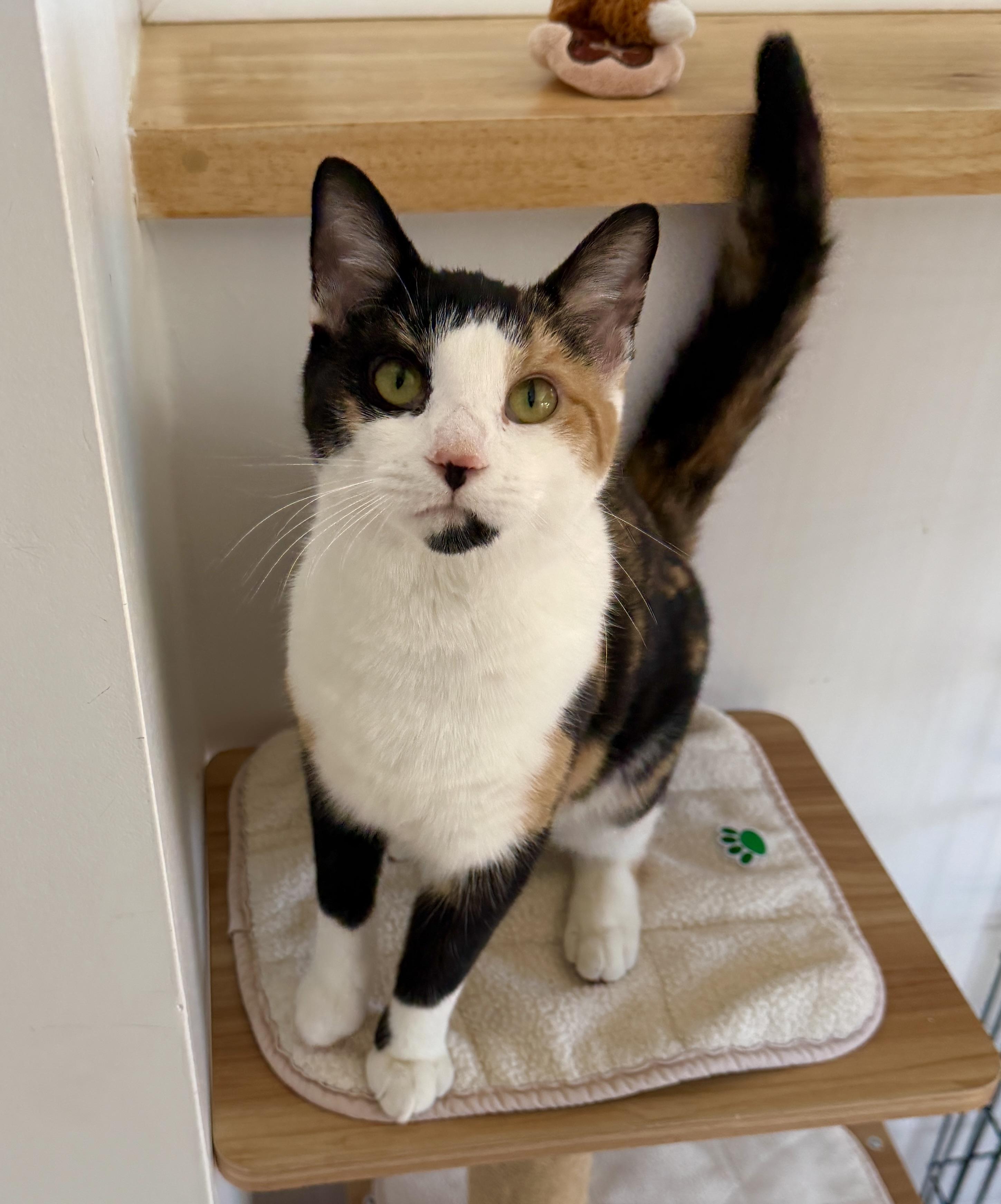 Mamzelle, adopted, Young Female American Shorthair.