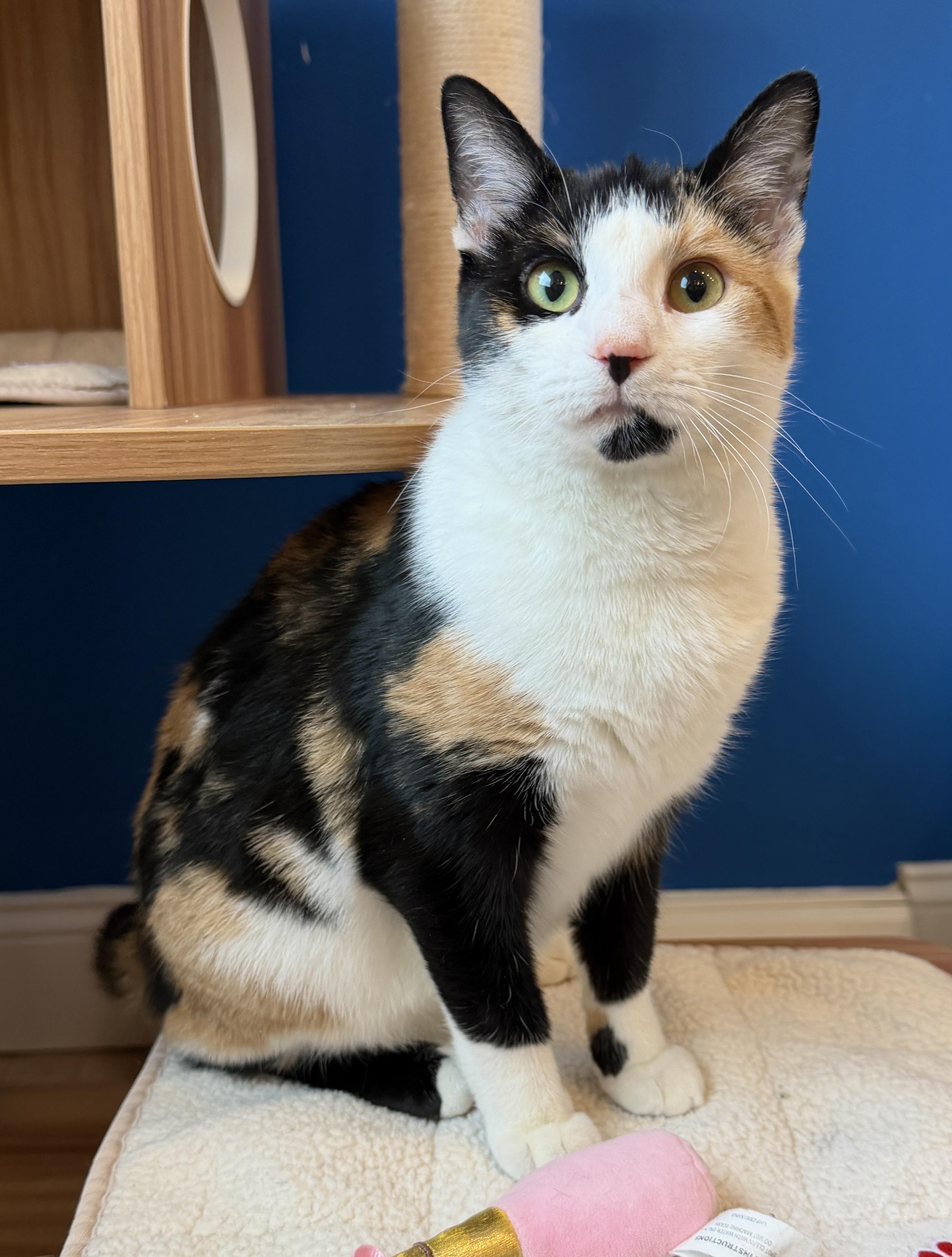 Enlarge Mamzelle, a ADOPTABLE American Shorthair in Hull, MA image 5/5