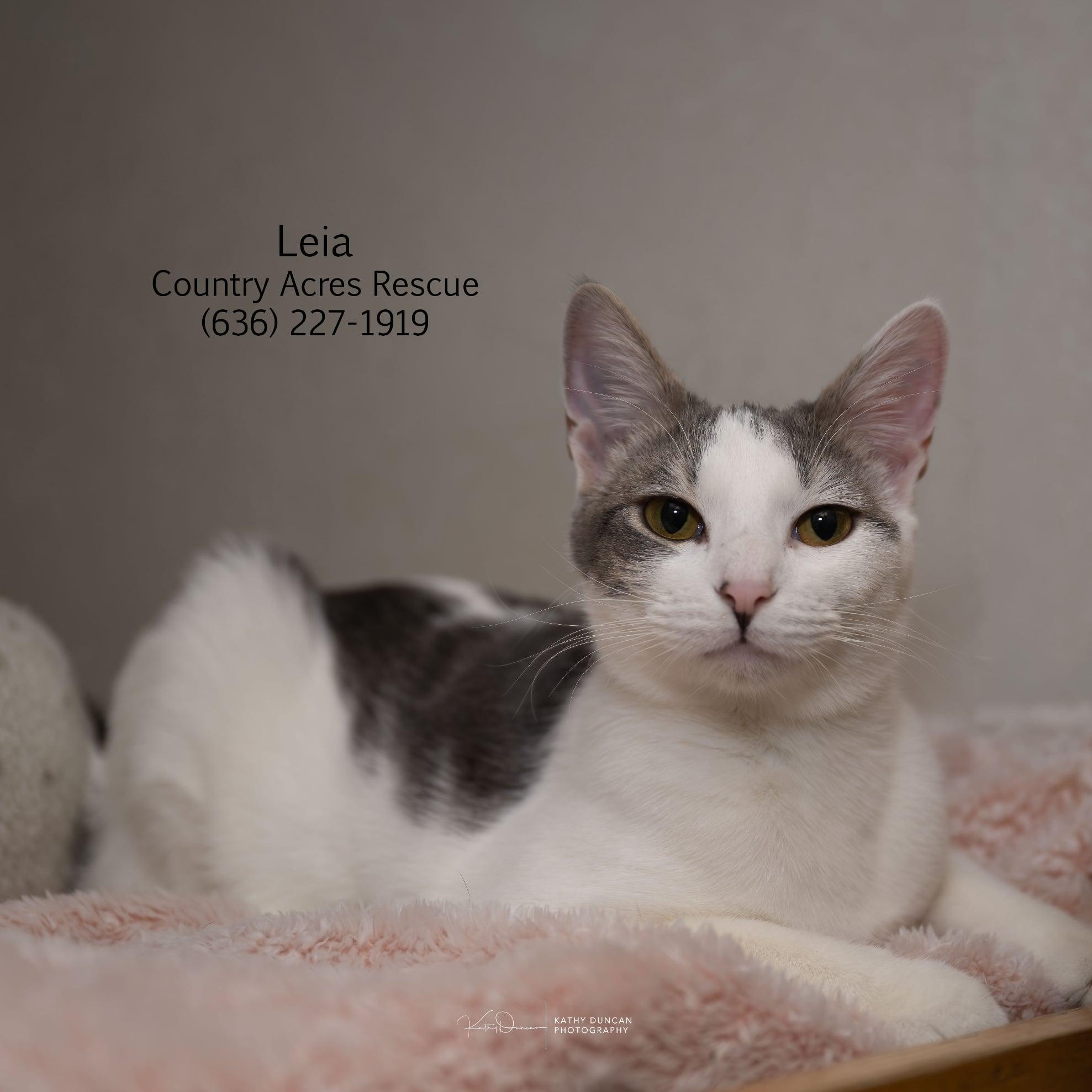 Enlarge Leia , an adopted Domestic Short Hair in Manchester, MO image 1/3