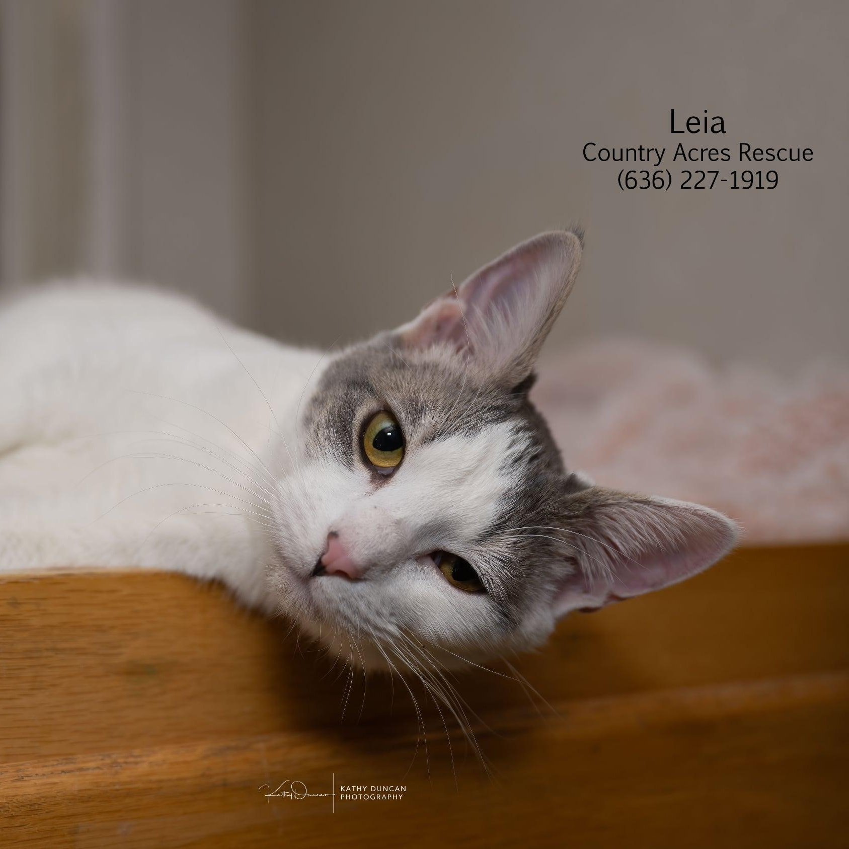 Enlarge Leia , an adopted Domestic Short Hair in Manchester, MO image 2/3