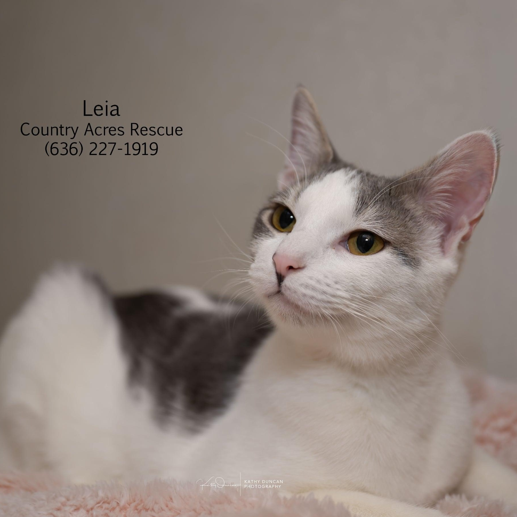 Enlarge Leia , an adopted Domestic Short Hair in Manchester, MO image 3/3