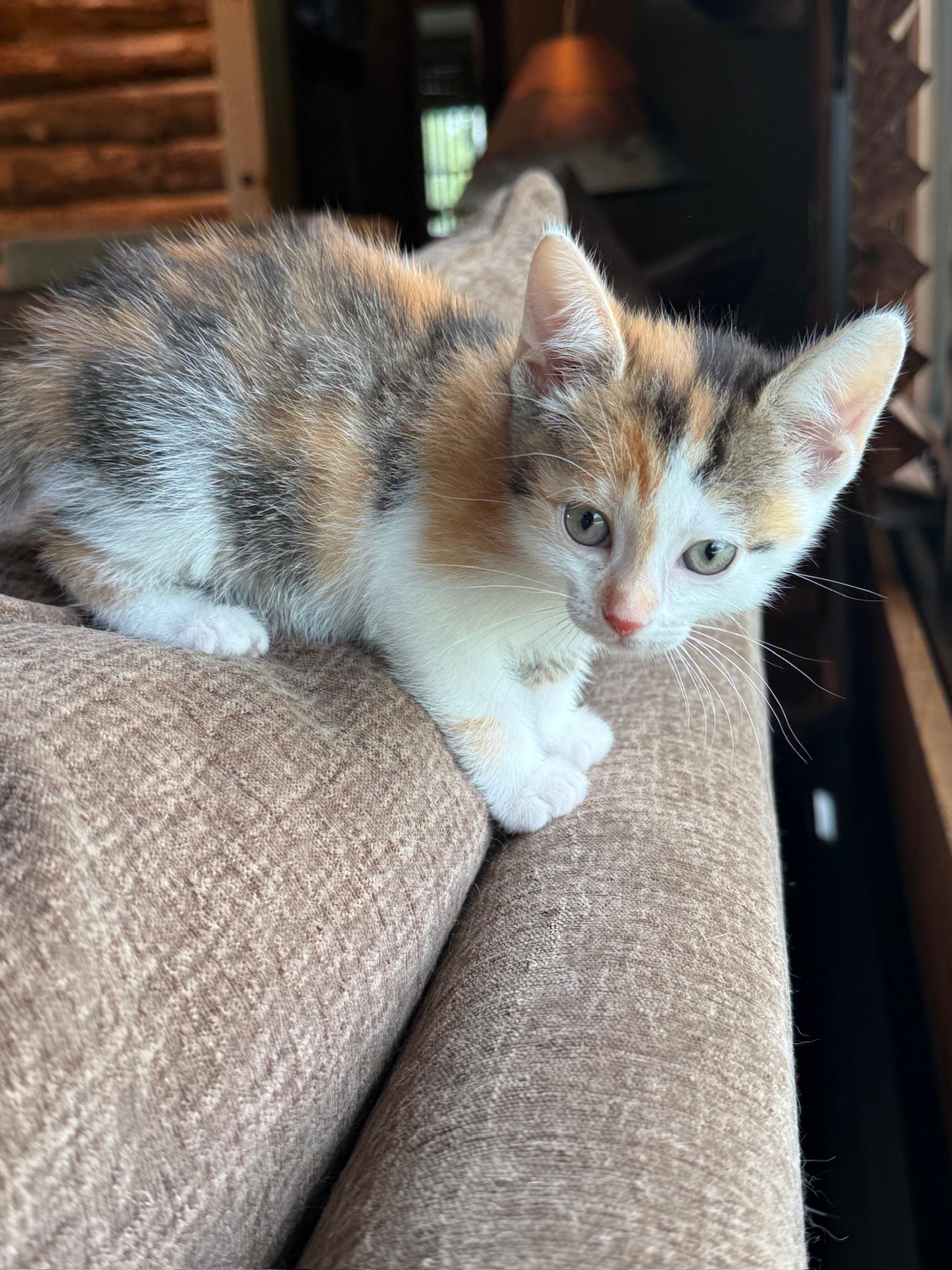 Emerald Jade Green Ball, an adoptable Domestic Short Hair in Hartville, OH image 2/3