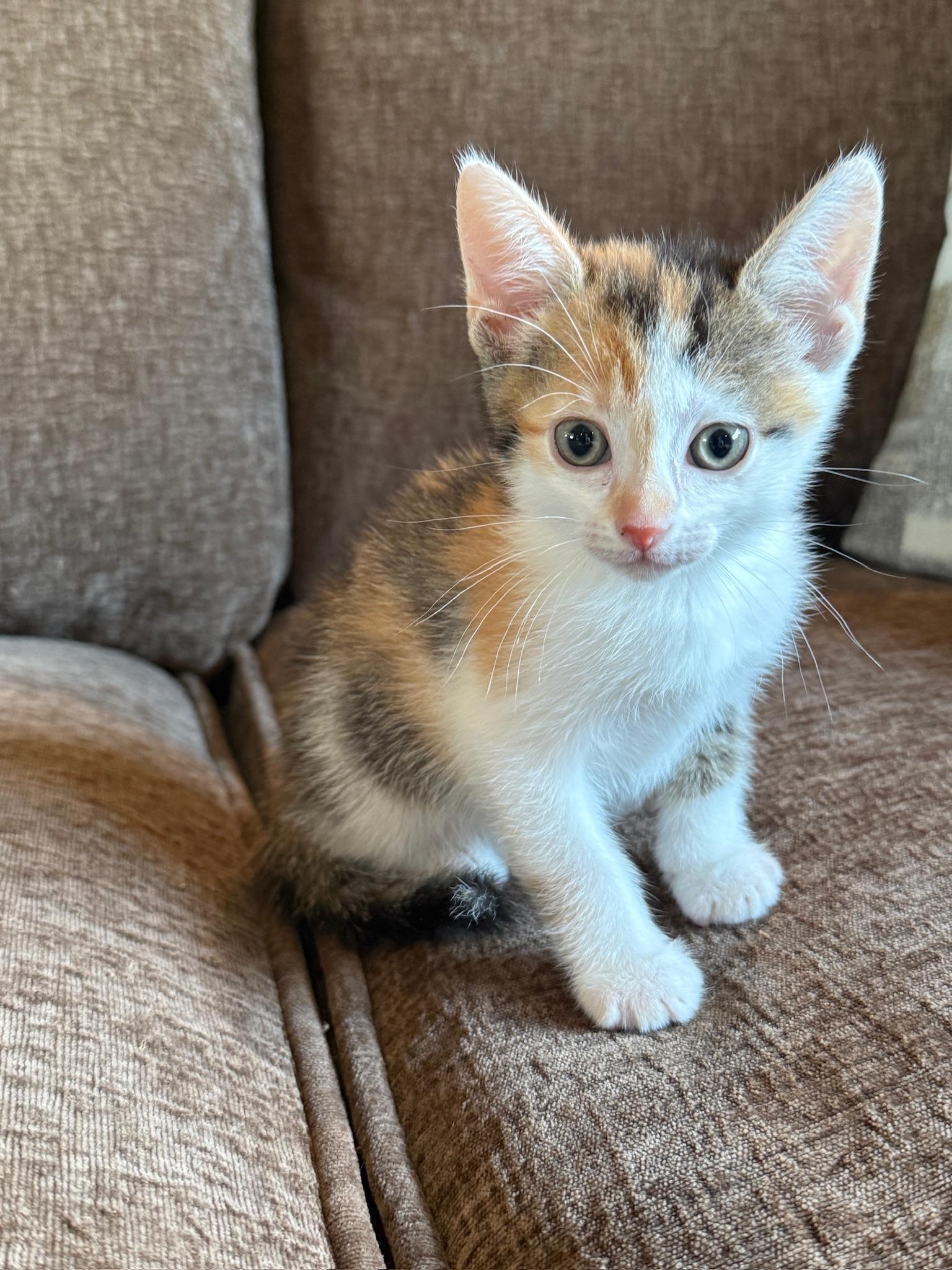 Emerald Jade Green Ball, an adoptable Domestic Short Hair in Hartville, OH image 1/3