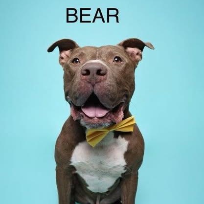 Bear — thumbnail 5