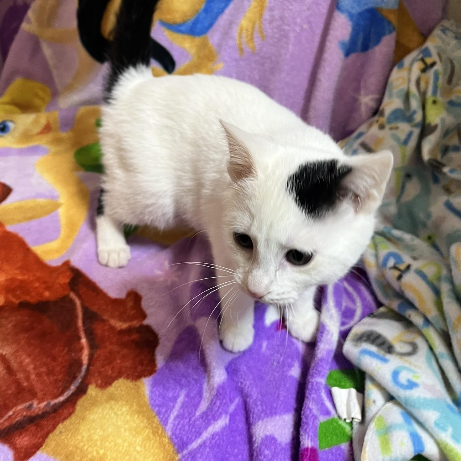 Savannah, a Adoptable Domestic Short Hair in Delta, OH image 3/4