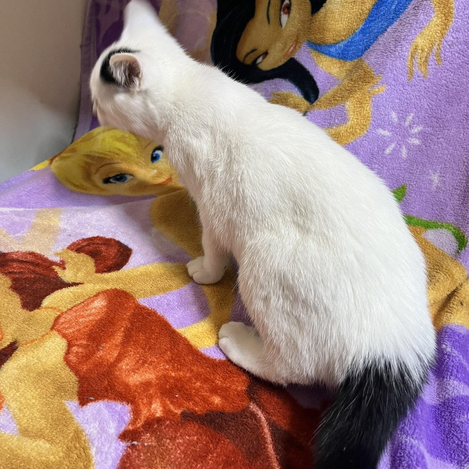 Savannah, a Adoptable Domestic Short Hair in Delta, OH image 2/4