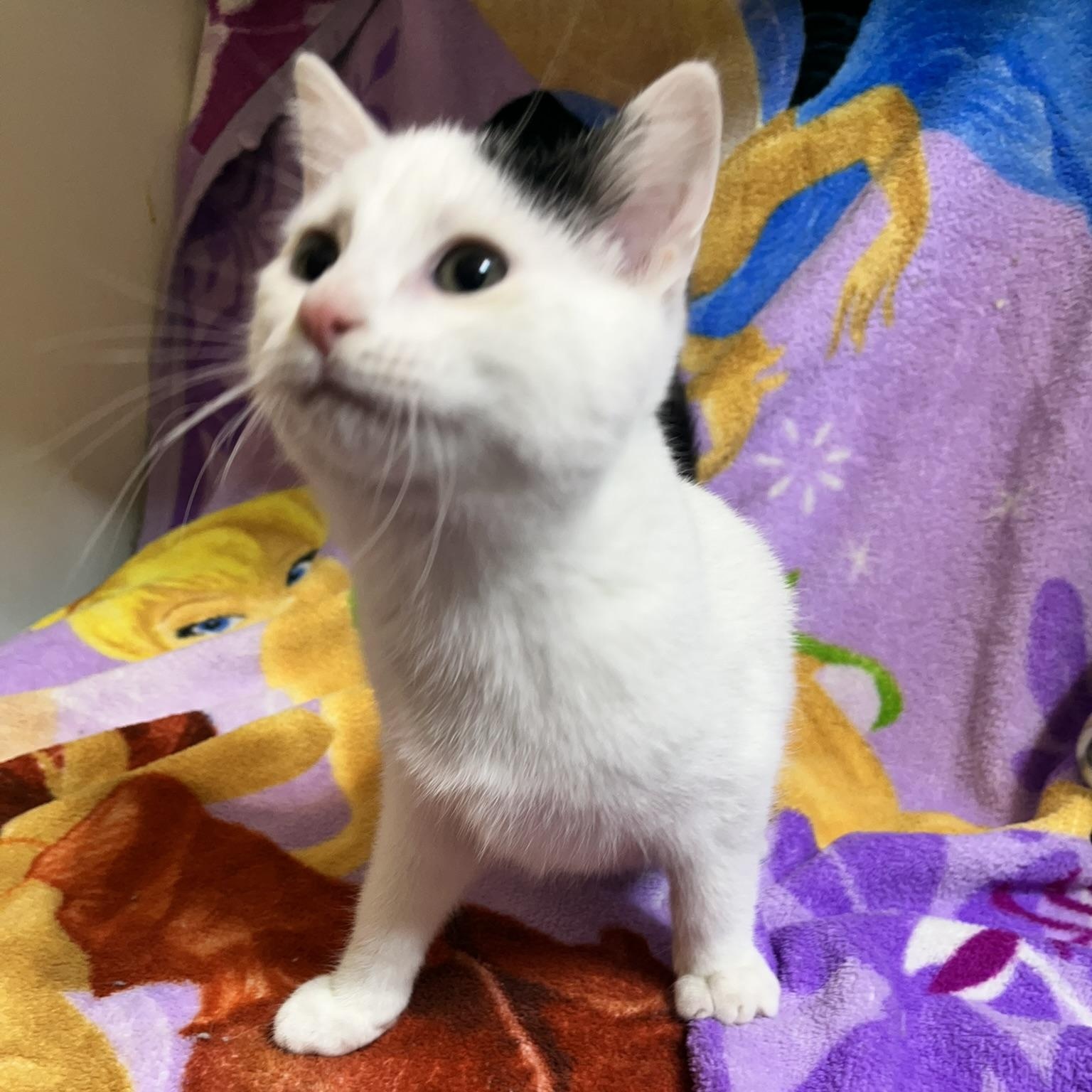 Savannah, a Adoptable Domestic Short Hair in Delta, OH image 4/4