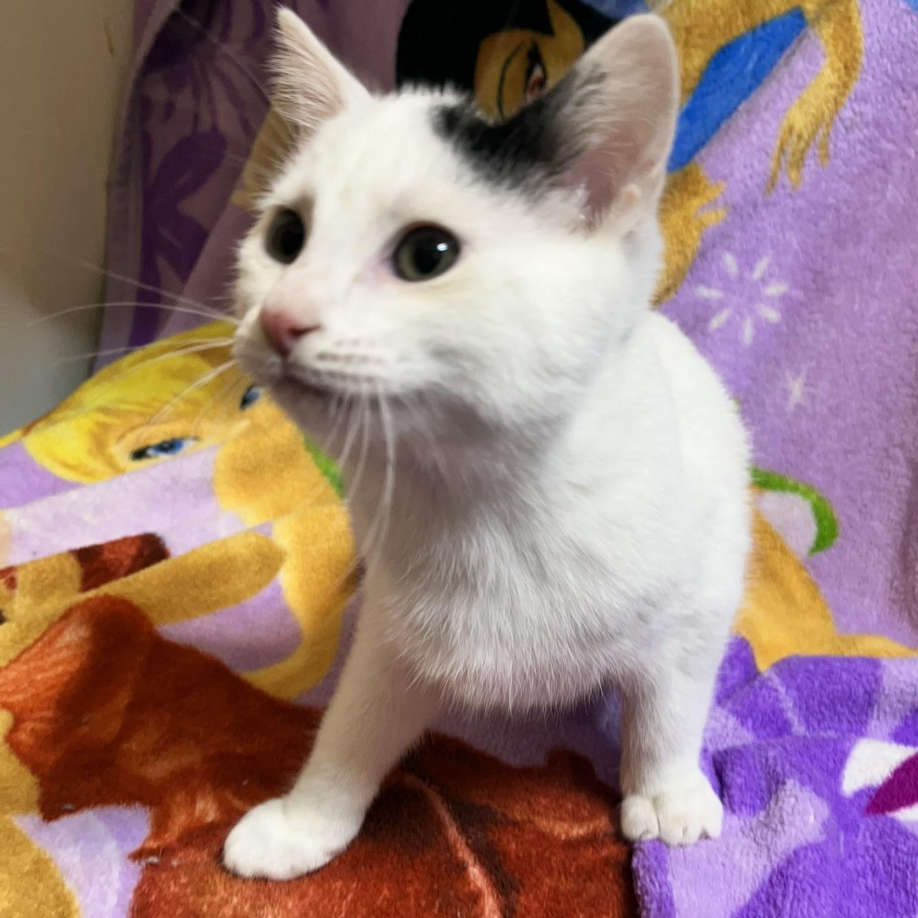 Savannah, Adoptable, Kitten Female Domestic Short Hair.