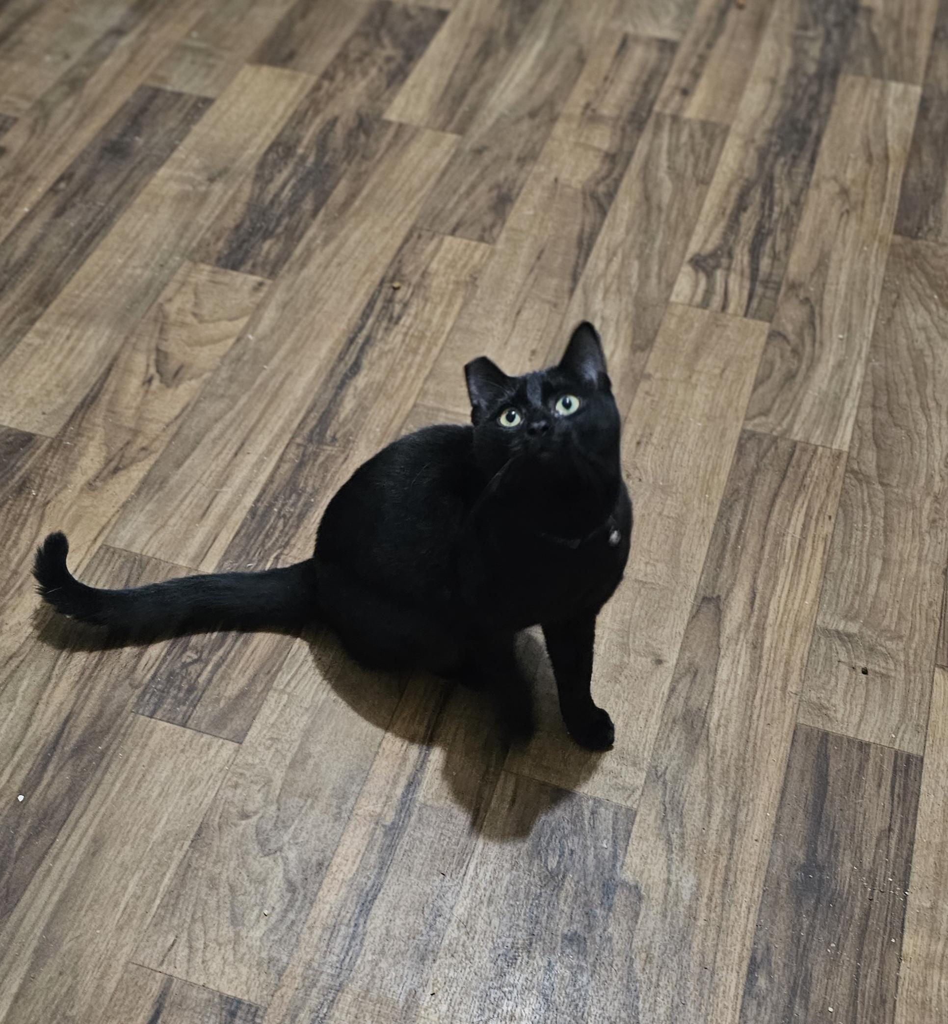 Mila, an adoptable British Shorthair, Burmese in pasadena, CA, 91105 | Photo Image 2